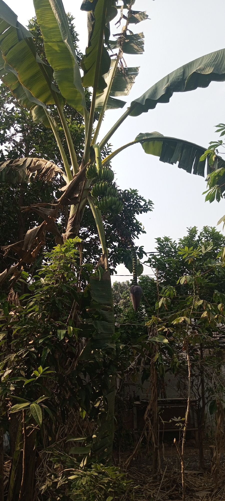 The image shows a banana tree with a bunch of unripe bananas and a banana blossom. The tree is surrounded by other greenery, suggesting a tropical or subtropical environment. The sky is visible in the background and appears overcast or hazy. The overall scene depicts a natural setting, likely a garden or rural area, with the banana tree being the central subject. The image does not contain any people or explicit actions, focusing on the plant life.