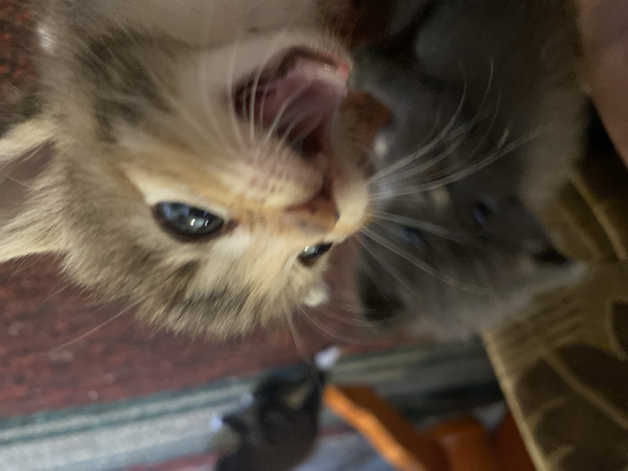 In the foreground of the image, a close-up shot captures the face of a tabby kitten with its mouth wide open, revealing its pink tongue and teeth. The kitten's eyes are wide open and its whiskers are prominent. Behind this kitten, another gray kitten is partially visible, out of focus. The kittens appear to be on a patterned rug. In the background, an out-of-focus orange object and a dark figure are barely discernible. The scene does not provide any identifiable landmarks or context to place it within Nova Praha, Ukraine, or any other specific city.