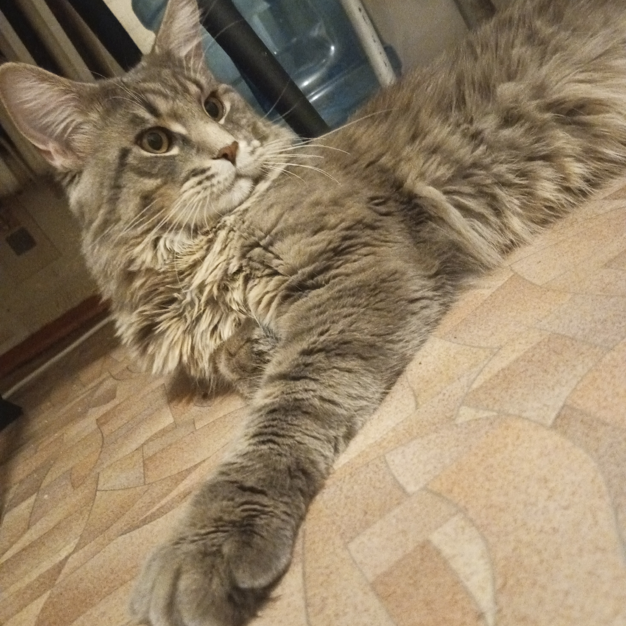 A domestic long-haired cat with grey fur and a tabby pattern lies on a surface resembling tiled flooring. The cat's left paw extends towards the viewer. The cat looks upwards and to the left. In the background, indistinct shapes suggest furniture or household items. Based on available information, the location is believed to be within the city of Chaikovsky, Russia.
