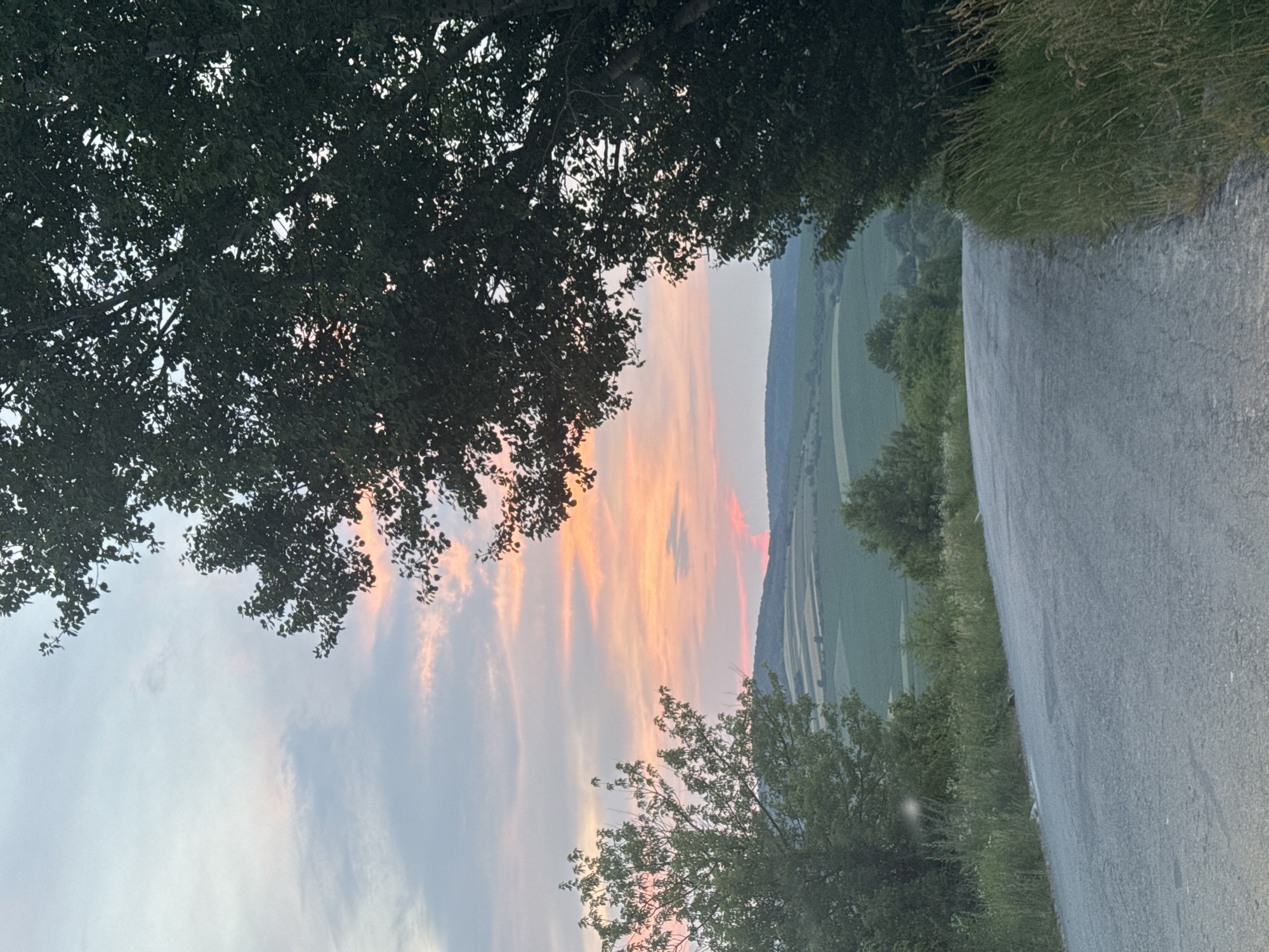 The image depicts a paved road curving upwards into a landscape viewed at dusk. The sky is filled with soft pink and orange hues from the sunset, with scattered clouds. On the right side of the road, a dense, dark green tree with lush foliage is prominent, its branches partially obscuring the sky. On the left side, another tree with lighter green leaves is visible, set back from the road. Beyond the road, a valley unfolds with rolling hills covered in agricultural fields, some appearing lighter green and others darker. The overall setting is rural and serene. This scene is located in Pavliv, Ukraine. There are no people or specific actions depicted in the image.