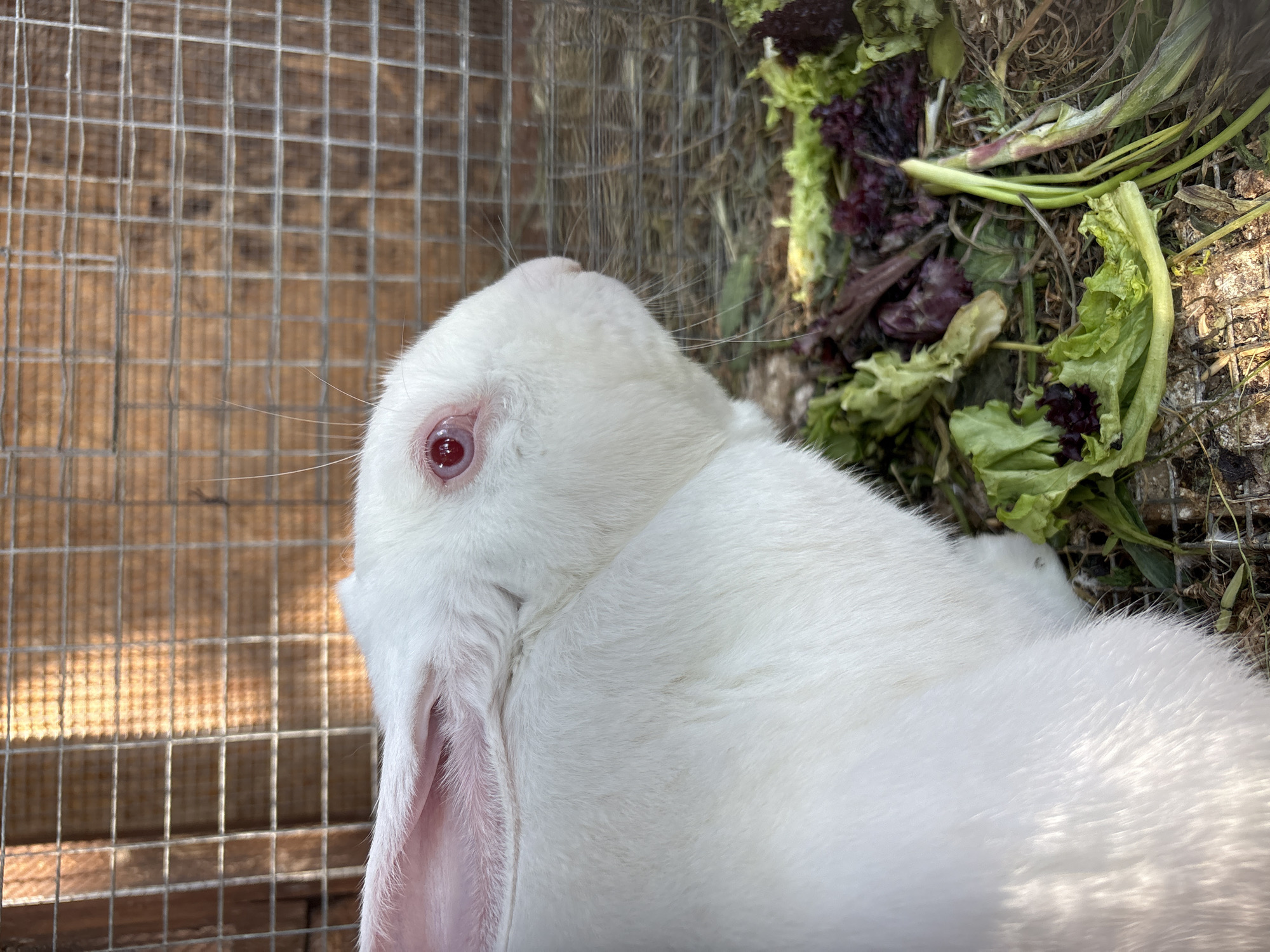 A white rabbit with pink eyes sits inside a wire cage. Next to the rabbit is some lettuce. The location is unknown.