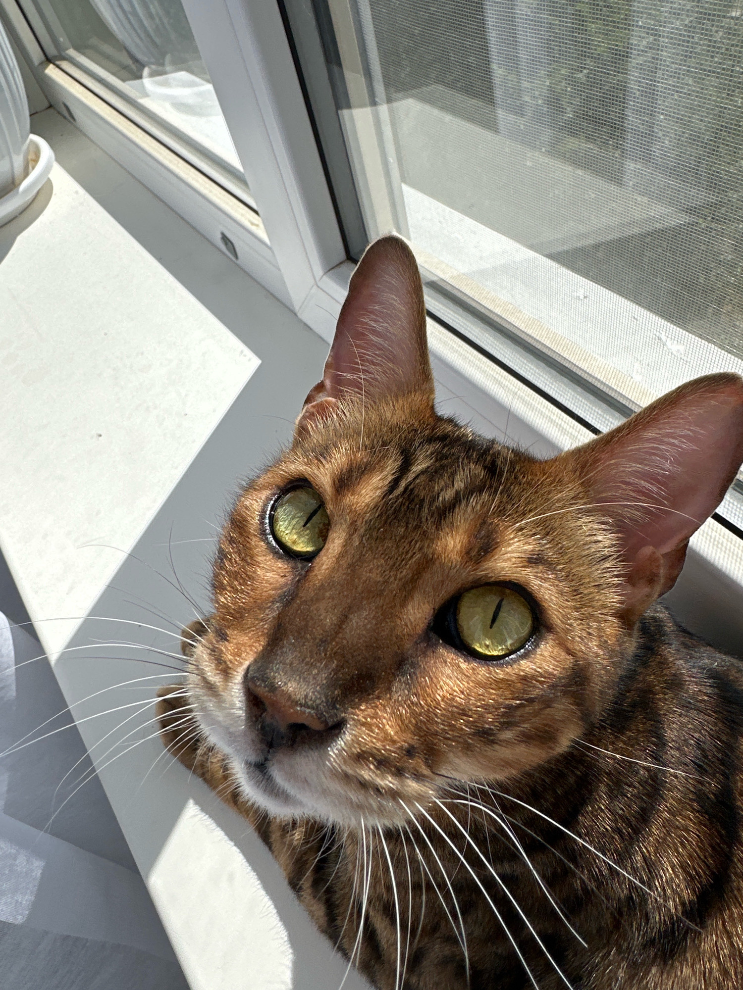 A Bengal cat with striking green eyes and a spotted coat is perched on a white windowsill, bathed in sunlight. The cat's face is turned towards the camera, its gaze intense and direct. Behind the cat, a window with a screen is visible, and the background suggests an indoor setting with natural light filtering in. The composition focuses on the cat's features, highlighting its beautiful markings and captivating eyes. The location is not discernible from the image itself.
