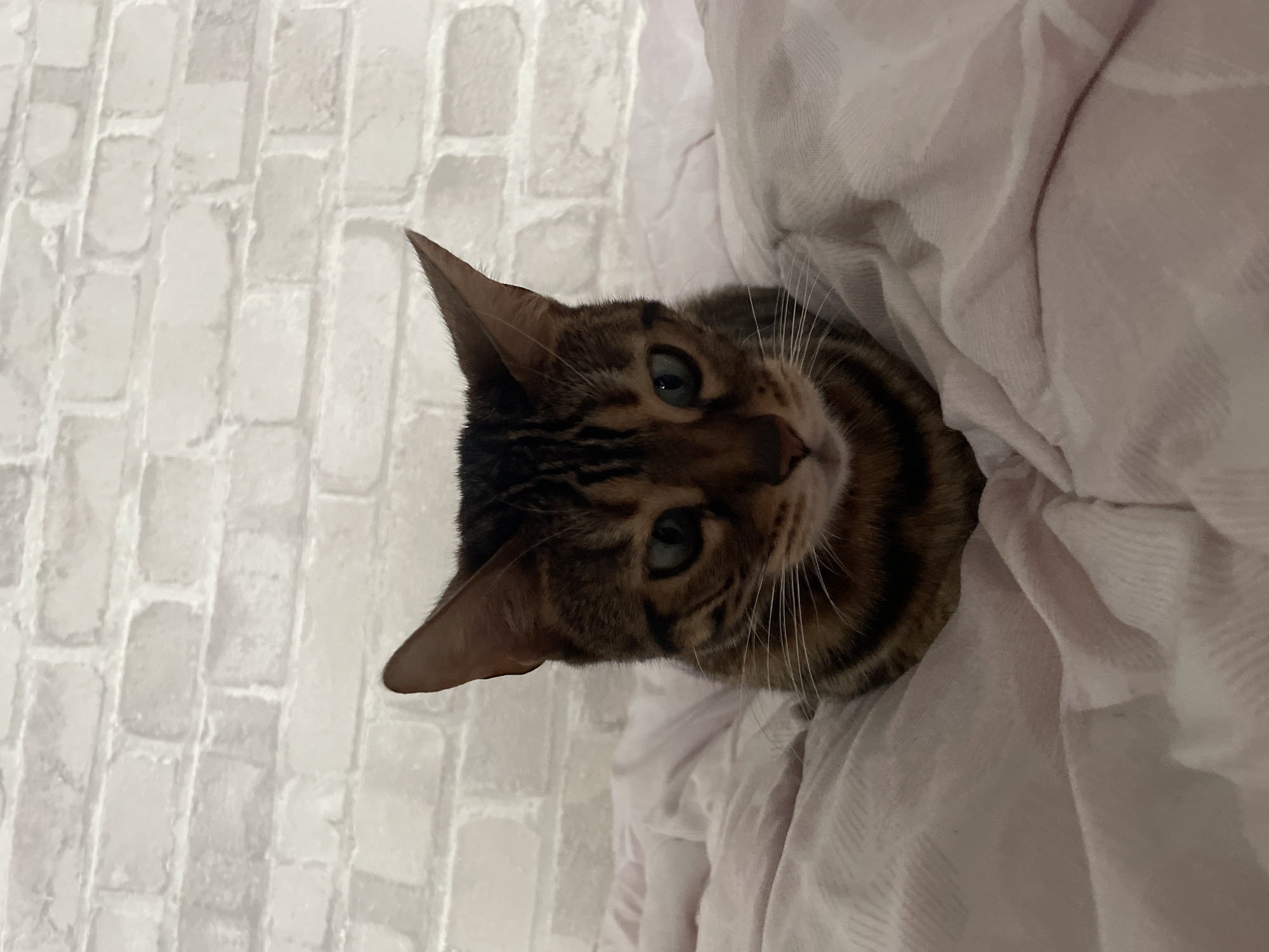 A Bengal cat with tabby markings and greenish-blue eyes is lying on a pink blanket. The cat is looking directly at the camera with a neutral expression. The background consists of a white brick wall. The image appears to be taken indoors. The location in Kamyshlov, Russia, is not specified in the image.