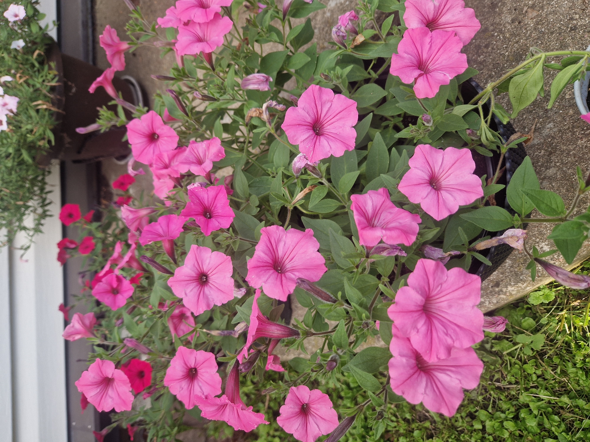 The image shows a cluster of vibrant pink petunia flowers in full bloom. The flowers are arranged in a dense planting, with many individual blossoms visible, showcasing their trumpet-shaped petals and delicate veining. Some buds are also present, indicating ongoing growth. The plants are green and leafy, with some dried or wilting petals scattered amongst the fresh blooms, suggesting a natural garden setting. The background is softly blurred, but hints at a textured surface, possibly concrete or stone, and a portion of a building with horizontal siding. The lighting suggests it is daytime, with natural light illuminating the flowers. There are no people or animals visible in the image. The scene depicts a close-up view of a garden bed or container planting of petunias. The image is not specific to Daugavpils, Latvia.