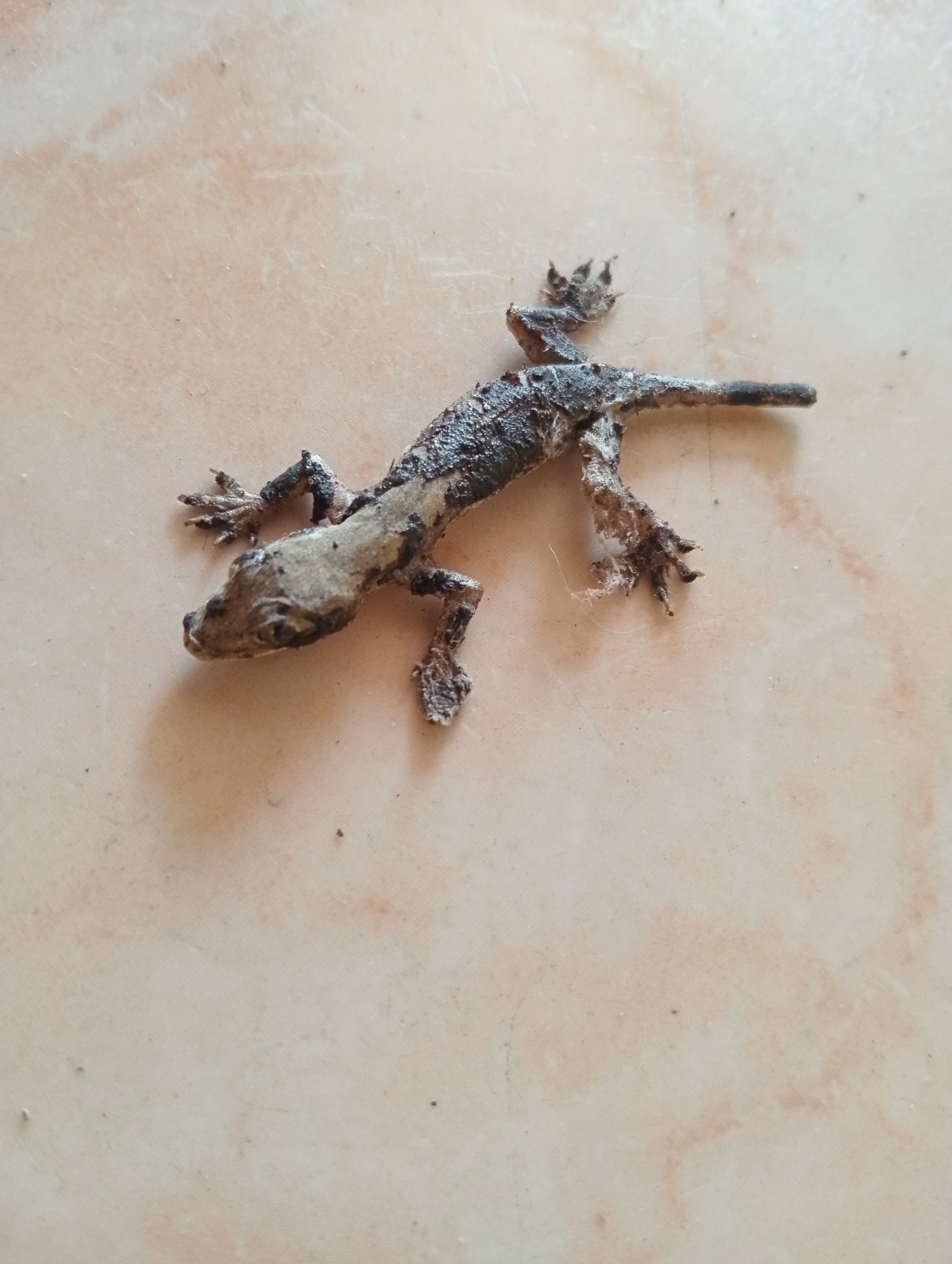 A dried gecko lies on a light-colored, tiled surface, possibly a floor or patio, in Taman Cari, Indonesia. The gecko is positioned diagonally across the frame, its body shriveled and its skin textured with dark, patchy discoloration. Its limbs are splayed outwards, revealing its digits. The tiled surface exhibits a subtle texture with some faint reddish-brown marbling and a few scattered dark specks. The lighting suggests an indoor or shaded outdoor environment. There are no people or other animals present.