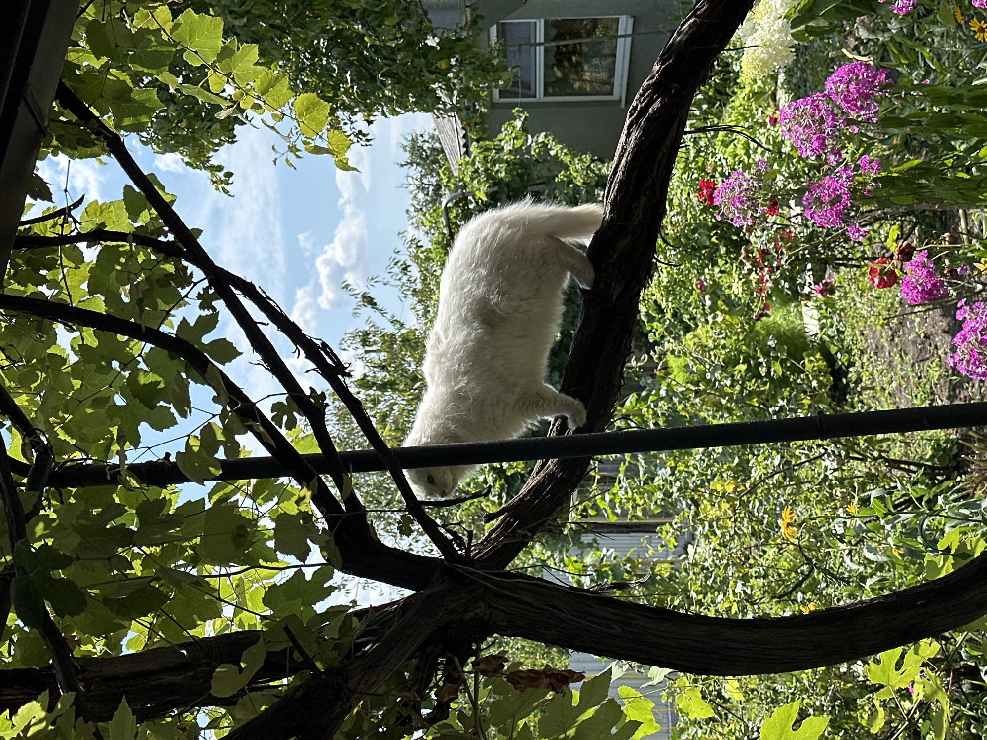 A fluffy white cat stands on a thick, gnarled tree branch in a sun-dappled garden. The cat is facing to the left, with its tail extended slightly. Lush green foliage and bright pink flowers fill the foreground and background, suggesting a warm, sunny day. In the distance, a simple house with a gray roof and a window is visible amidst the greenery. The scene appears to be set in a residential garden in Yessentuki, Russia, characterized by abundant vegetation and a casual, natural outdoor setting.