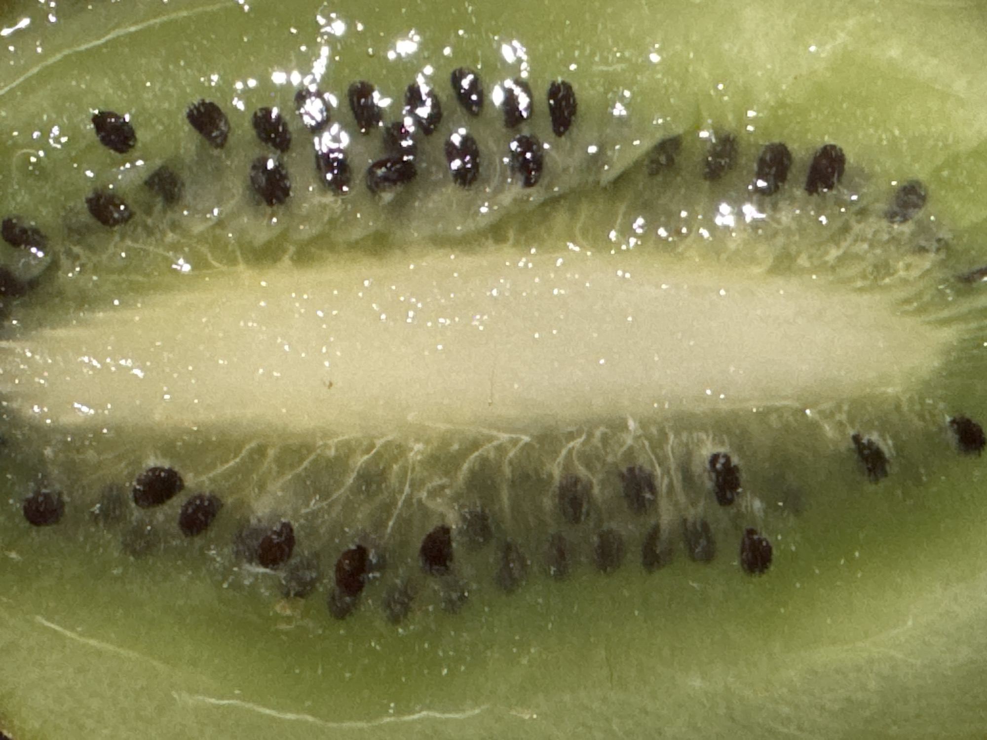 This is a close-up, macro photograph of the cross-section of a kiwi fruit. The image shows the characteristic green flesh with rows of small, dark seeds arranged around a lighter, central core. The seeds are oval-shaped and appear embedded within the flesh. The surface of the fruit is slightly moist, with small, reflective highlights visible. There are no people, animals, or objects other than the fruit visible in the image, and therefore no specific location in Waterford, Ireland can be identified from this photograph. The image provides a detailed view of the internal structure of the fruit.