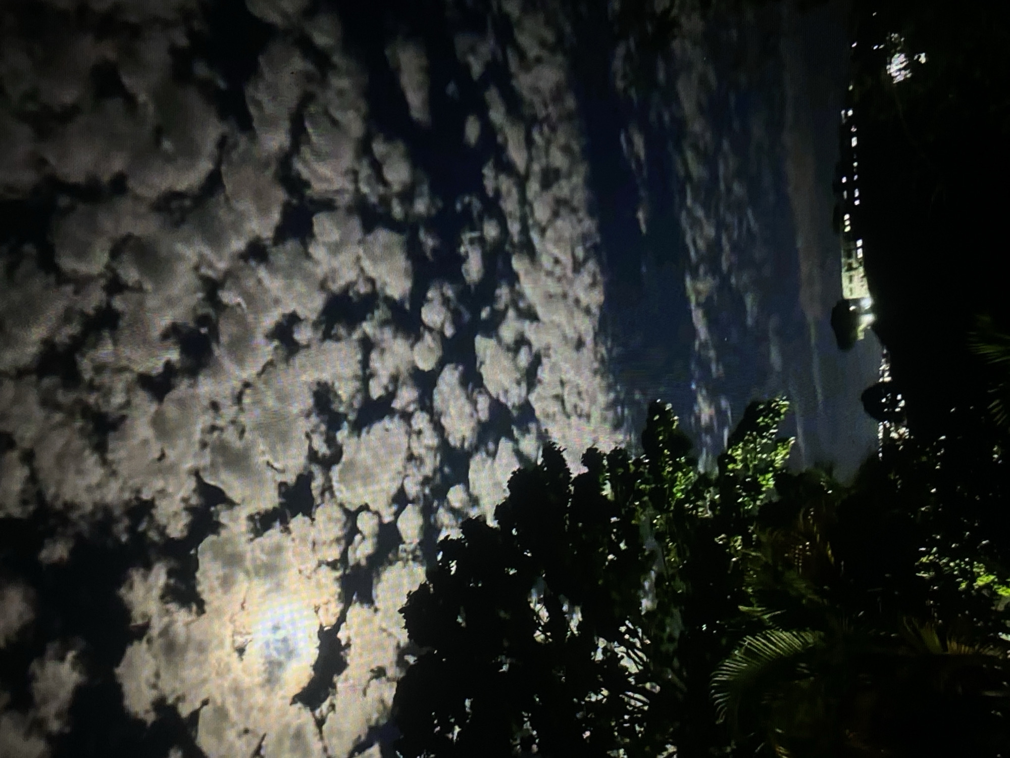 The image depicts a nighttime scene dominated by a dark sky filled with scattered, luminous clouds illuminated by a bright full moon visible in the upper left quadrant. Silhouetted against the sky are the dark shapes of trees, including a large tree in the foreground on the left with visible foliage, and palm fronds. In the distance, a dimly lit cityscape is visible on a hill, with scattered lights suggesting buildings. The overall impression is one of a serene, moonlit night with a lush, natural foreground overlooking a residential area. The location is specified as Tinaquillo, Venezuela.