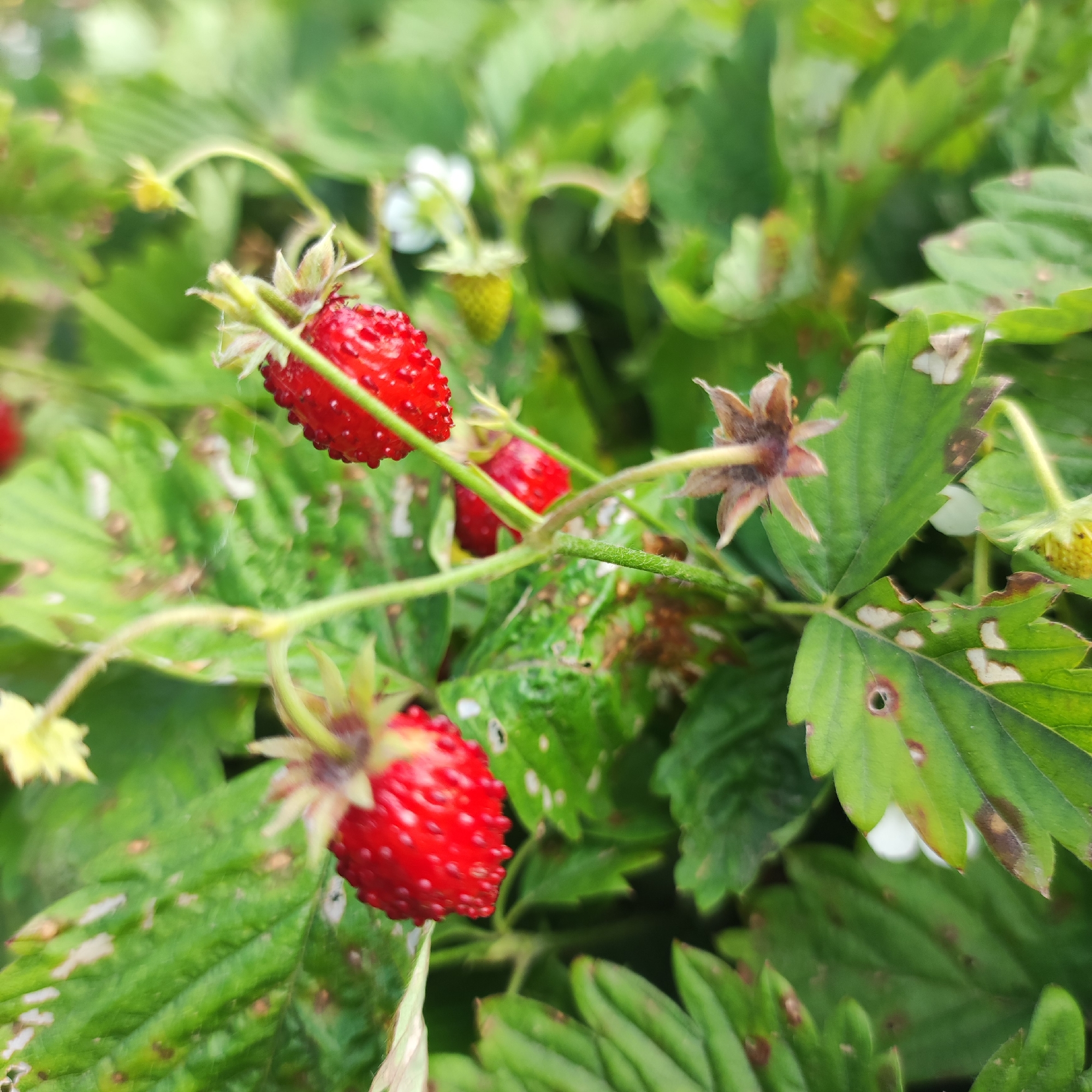 This media file captures a close-up view of wild strawberries growing on a plant amidst green foliage. The scene is set in Navoloki, Russia, as indicated by the location context. The focus is on two ripe, red strawberries, each with its characteristic bumpy texture. One strawberry is positioned prominently in the foreground, slightly to the left, with a thin green stem attached to its calyx. Another ripe strawberry is visible behind and slightly to the right of the first one.
Interspersed with the strawberries are green leaves, some of which exhibit signs of damage or disease, with brown spots and white patches. A few small white strawberry flowers are also visible in the background, along with some immature green strawberries. Delicate, thin stems and tendrils weave through the composition, connecting the fruits and leaves. The overall impression is one of a natural, outdoor setting, likely a garden or wild patch of vegetation. The lighting suggests it could be daytime, with natural light illuminating the scene. There is no visible text in the image.