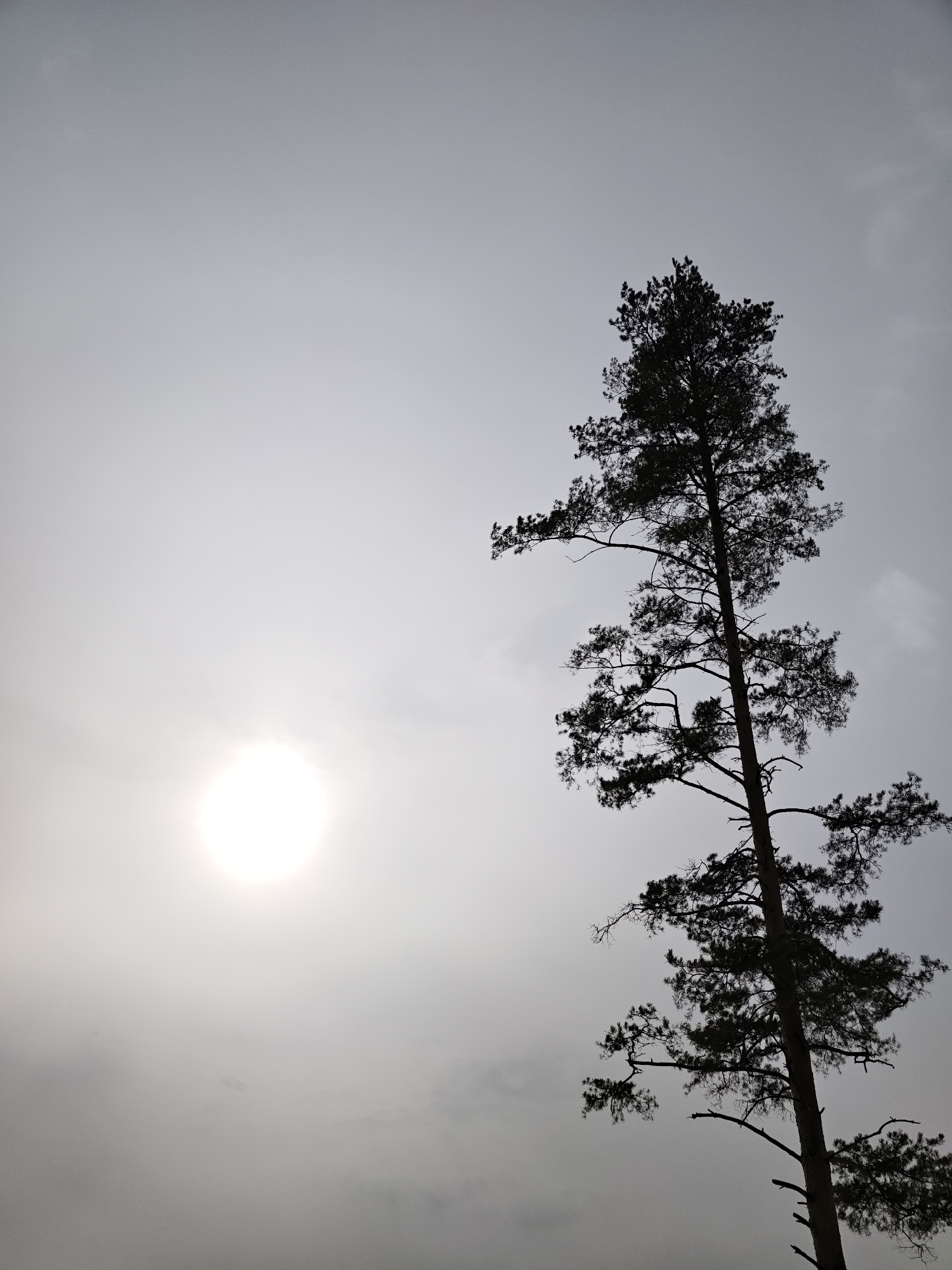 A tall, slender coniferous tree, likely a pine, is silhouetted against a bright, overcast sky. The tree occupies the right side of the vertical frame, its dark trunk and branches extending from the bottom edge to near the top. The branches show varying densities of foliage, some appearing sparse. A diffuse, circular white sun is visible in the upper-left quadrant of the light gray, cloud-covered sky. No other subjects or objects are present. The scene is located in the city of Chaikovsky, Russia.