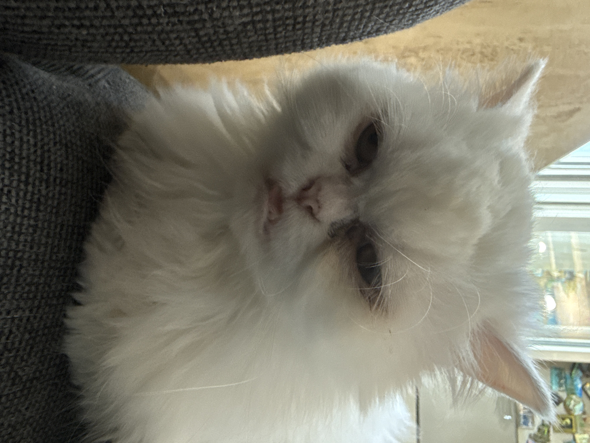 A close-up, head-on shot captures a white Persian cat with long, fluffy fur and a distinctive grumpy expression. The cat's eyes are dark and somewhat heavy-lidded, with a slight squint, and its mouth is slightly open, revealing a hint of its pink tongue and teeth. The fur around its face is voluminous, creating a soft halo effect. The cat is positioned on a dark gray, textured surface, possibly a sofa or chair, with a lighter, textured surface in the background, suggesting an indoor setting. The lighting appears to be natural, coming from a window that is visible in the upper right background, beyond the cat. The overall scene is intimate and focuses on the cat's facial features and its fluffy texture. There is no indication of the city of Burgas, Bulgaria, in this image.
