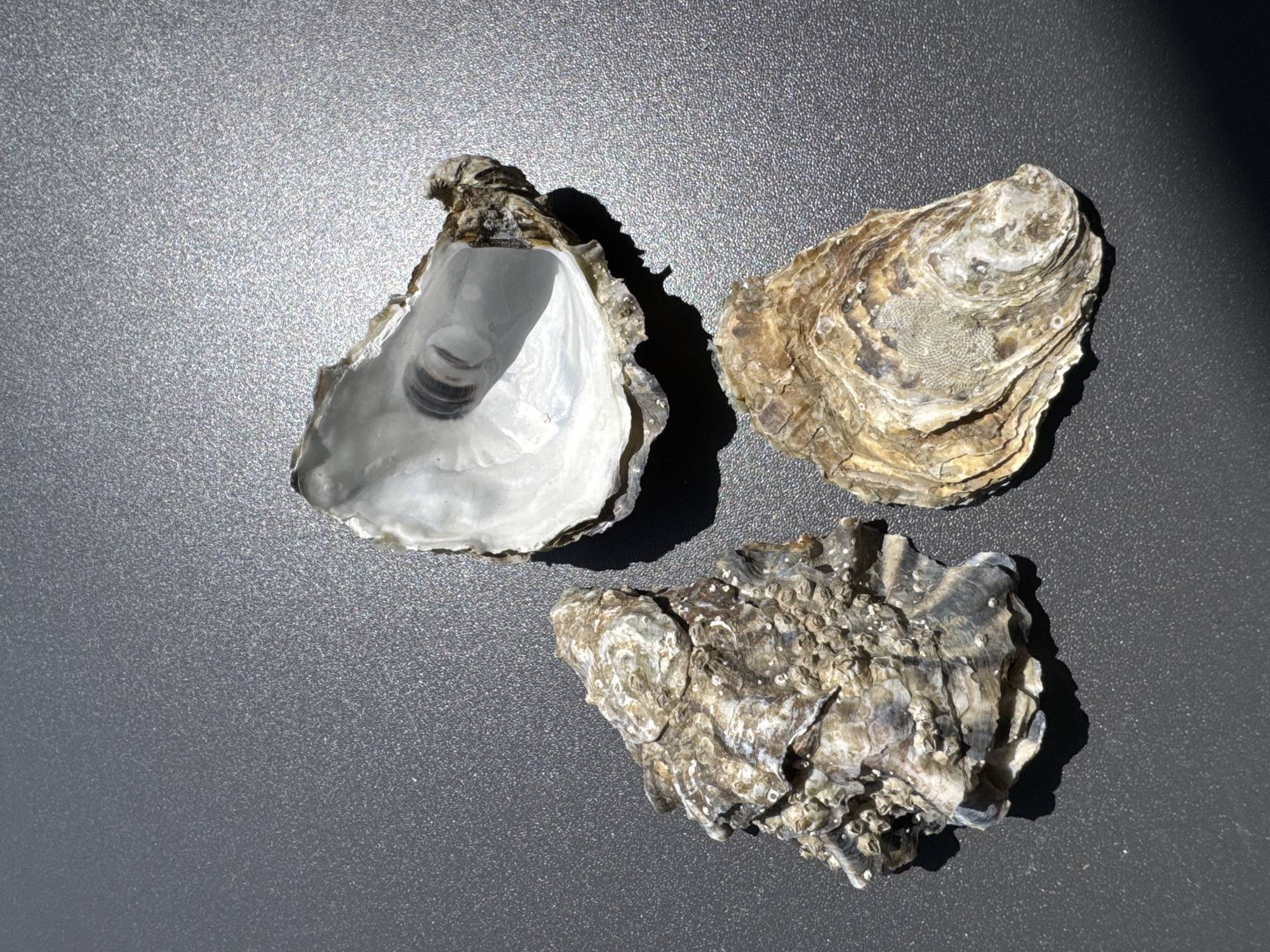 Three oyster shells are arranged on a dark gray, textured surface. One shell is open and lies on its side, revealing a pearly interior with a dark, coiled object inside. Another shell is closed and has a rough, encrusted exterior with small barnacle-like growths. The third shell is also closed and has a layered, ribbed texture with muted brown and white coloration. The lighting suggests the sun is casting shadows from the shells onto the surface. No people or other objects are visible. The scene is devoid of any specific urban context, making it impossible to determine a location within Calp, Spain, or any other city.