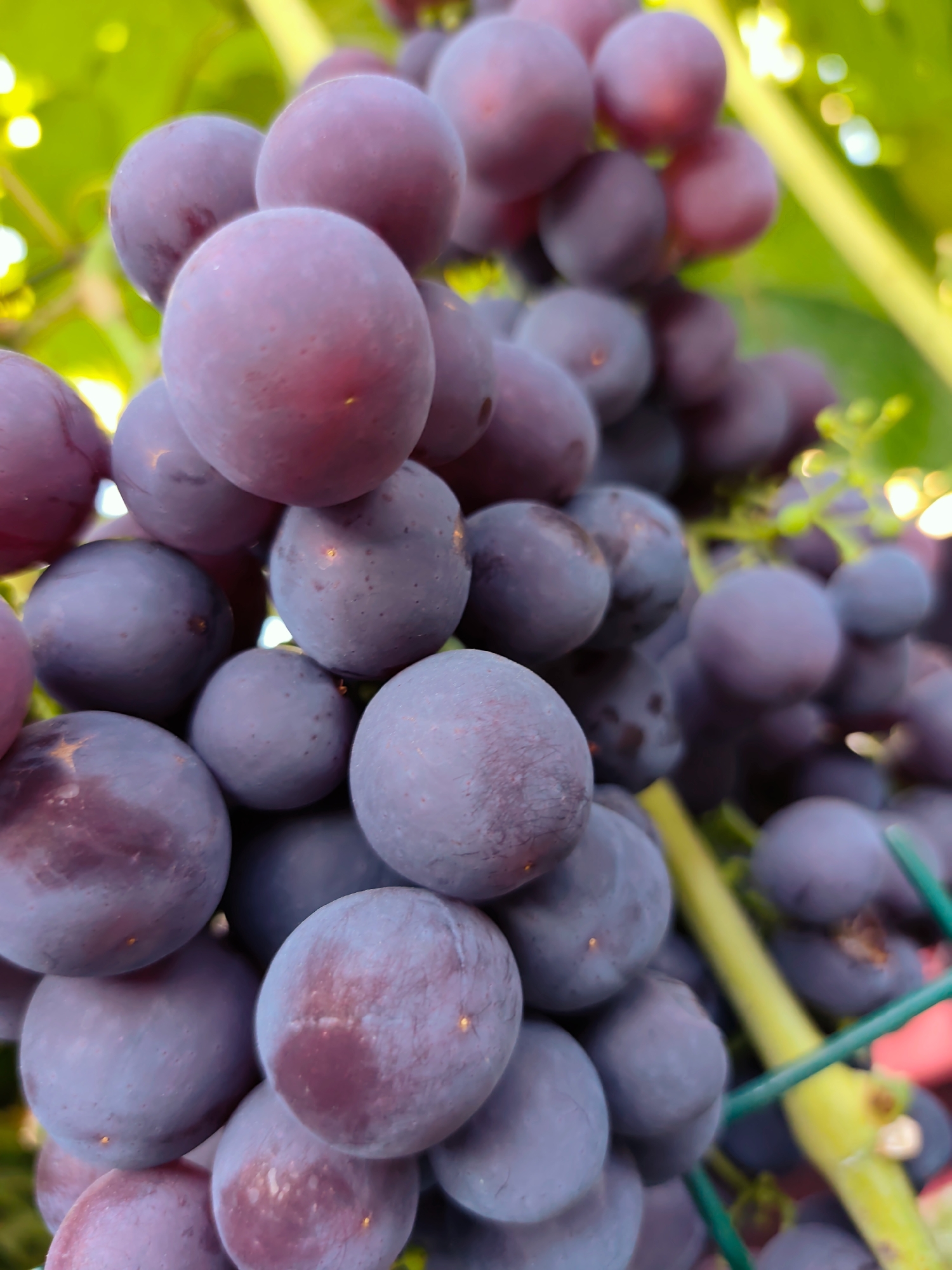 A close-up, low-angle shot captures a cluster of ripe, dark purple grapes. The grapes are round and plump, with a slight powdery bloom on their skin, suggesting they are freshly grown. Some grapes show a lighter, pinkish hue where the sun has caught them. They are densely packed together, hanging from a vine that is partially visible. The background is blurred, but appears to be lush green foliage, hinting at an outdoor setting. The lighting suggests it is daytime, with natural light illuminating the fruit. There is a hint of a green mesh or trellis structure in the foreground, suggesting the grapes may be growing on a cultivated vine. The image's focus is on the texture and rich color of the grapes, creating an appetizing and naturalistic portrayal. The location is identified as Durlești, Moldova.