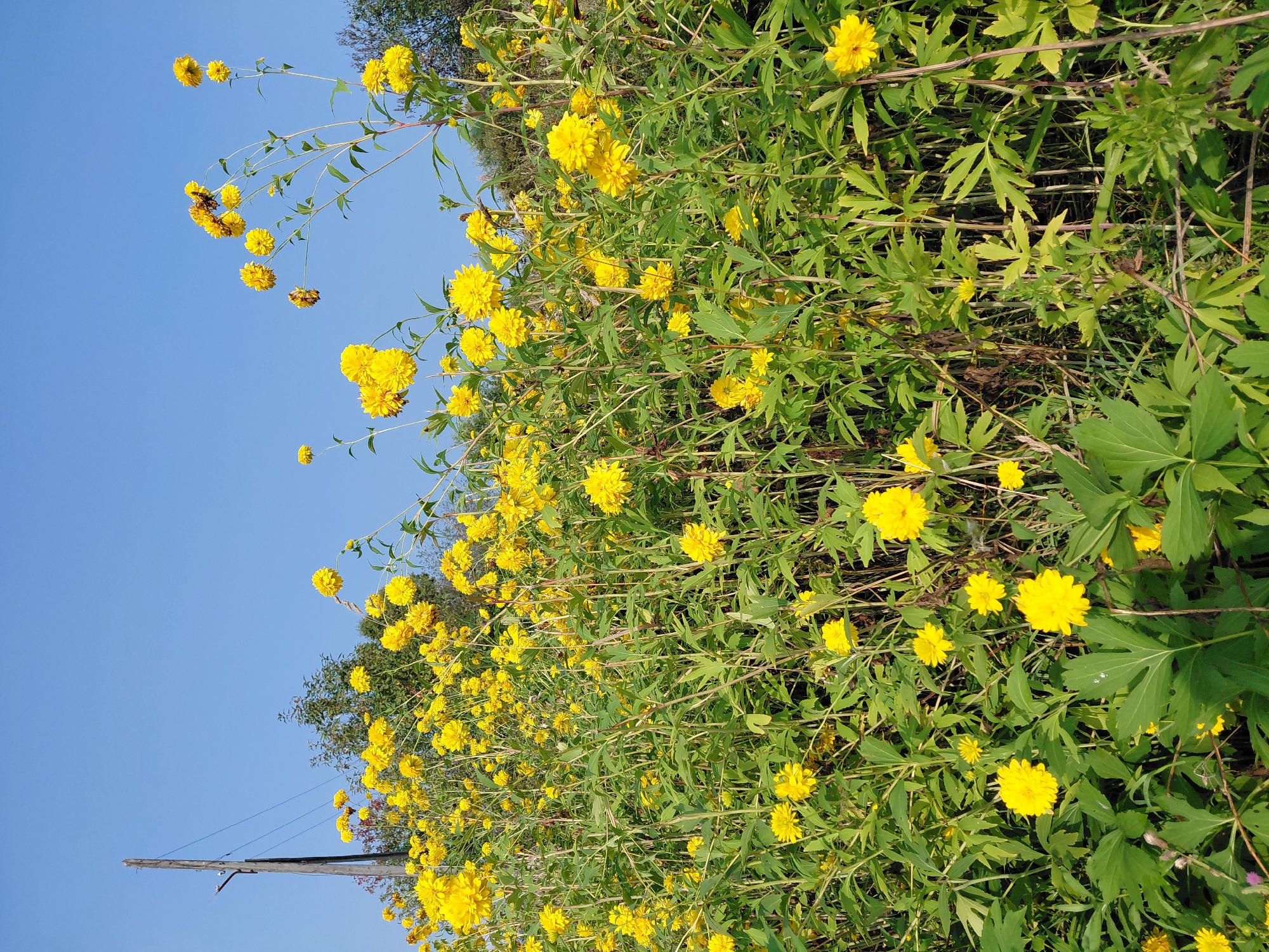 In a sunlit field, a dense thicket of bright yellow, pom-pom-like flowers stands tall against a clear blue sky. The flowers, with their numerous petals, dominate the foreground and midground, their stems and lush green leaves creating a vibrant tapestry. In the background, a single wooden utility pole with wires stretches upwards, partially obscured by the foliage and the faint outline of trees. The scene is a naturalistic outdoor setting, likely in a rural or semi-rural area, and given the specific mention of Malinovka, Russia, it depicts a natural landscape in that locale. No people or animals are visible in the frame.