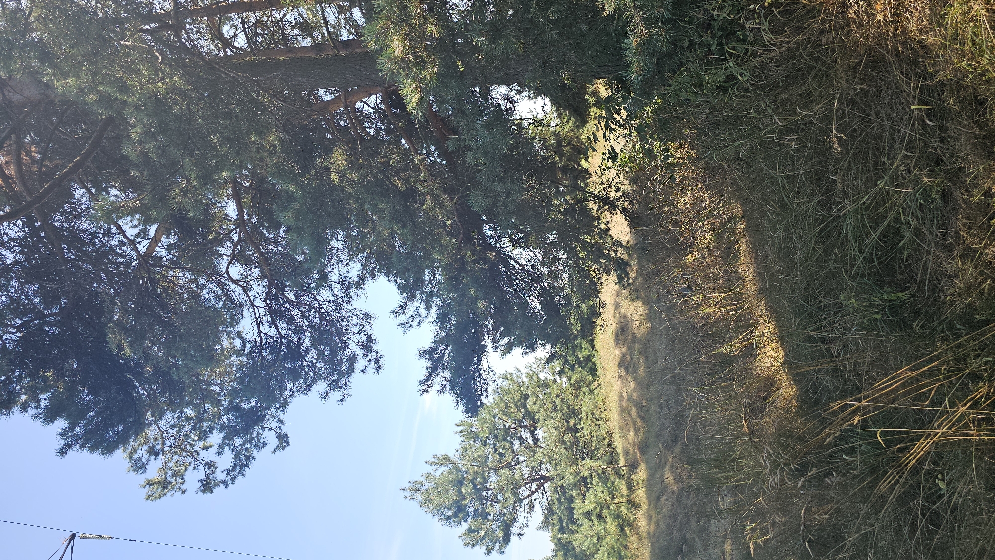 The image captures a sun-dappled, dry grassy area with scattered pine trees under a clear blue sky. In the foreground, tall, dry grasses are prominent, casting shadows from an unseen light source. To the left and center, several pine trees of varying sizes are visible, with their green needles contrasting against the drier vegetation. A large pine tree occupies the right side of the frame, its branches extending into the upper right corner and partially obscuring the sky. The overall environment suggests an outdoor, natural setting. The image was taken in the village of Dudzichy, part of the Dukorski Selsoviet in Belarus.