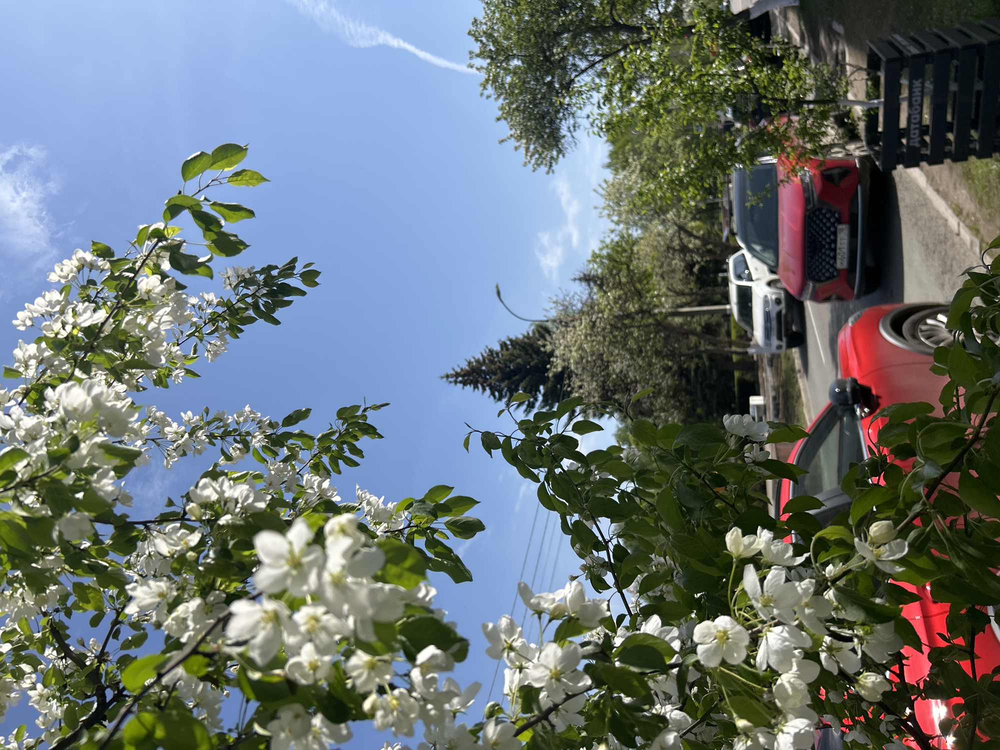The image, taken from a low angle, depicts a bright blue sky partially obscured by flowering trees with white blossoms and green leaves. In the background, a row of parked cars is visible, including red and white vehicles, suggesting a residential street. The scene is framed by branches in the foreground, adding depth. A faint contrail is visible in the upper sky. The location is identified as Izhevsk, Russia, but no further specifics are discernible from the image. There are no people visible in the photo.