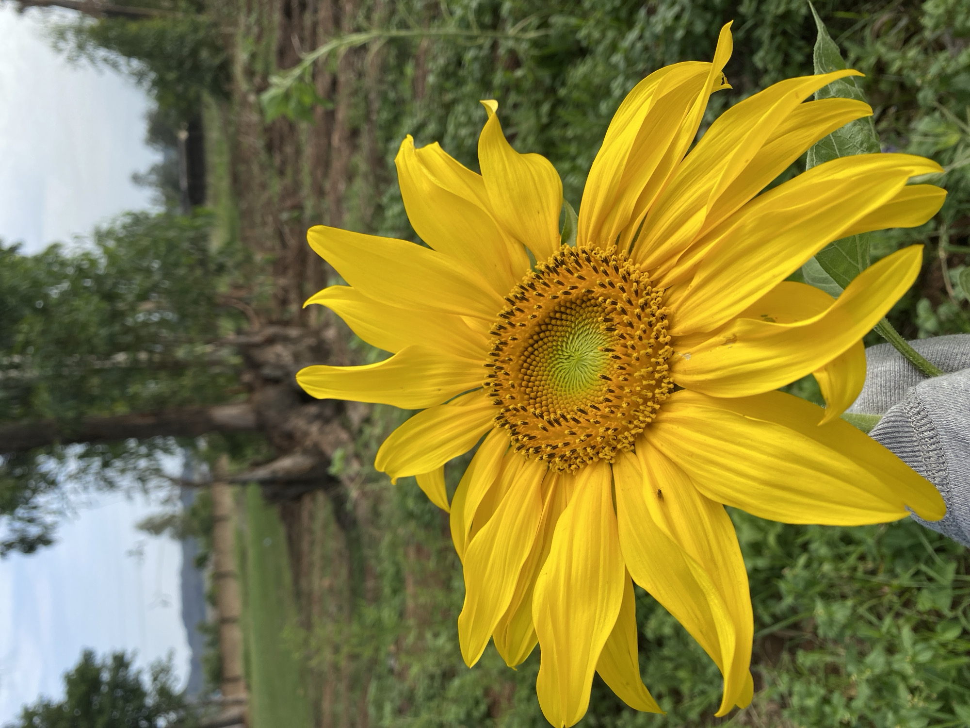 A close-up photo shows a large, bright yellow sunflower in full bloom. The flower is held in a person's hand, visible only as a gray-sleeved arm. The background features green grass and foliage, blurred trees, and a distant landscape. The photo was taken outdoors. The exact location in Vom, Nigeria, cannot be determined with the information provided.