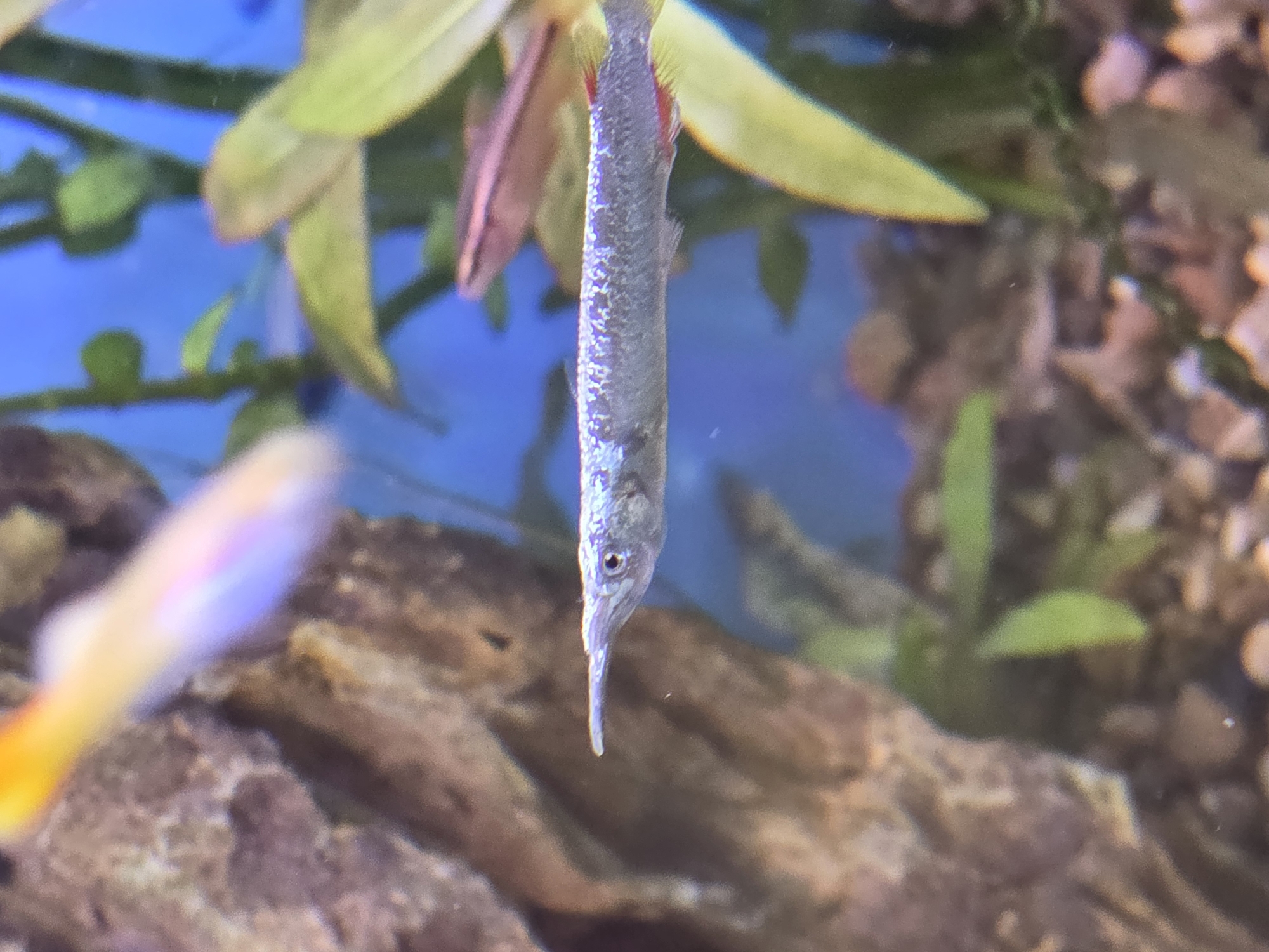 A needle-nose gar fish hangs vertically in an aquarium. The fish has a long, slender body and a pointed snout. The scales are iridescent silver. Green aquatic plants are visible in the background. Gravel and rocks are on the aquarium floor. Another fish is blurred in the foreground. The setting is likely an indoor environment, potentially a pet store or home aquarium. There's no indication that the image was taken in Tijuana, Mexico, or any other specific city.