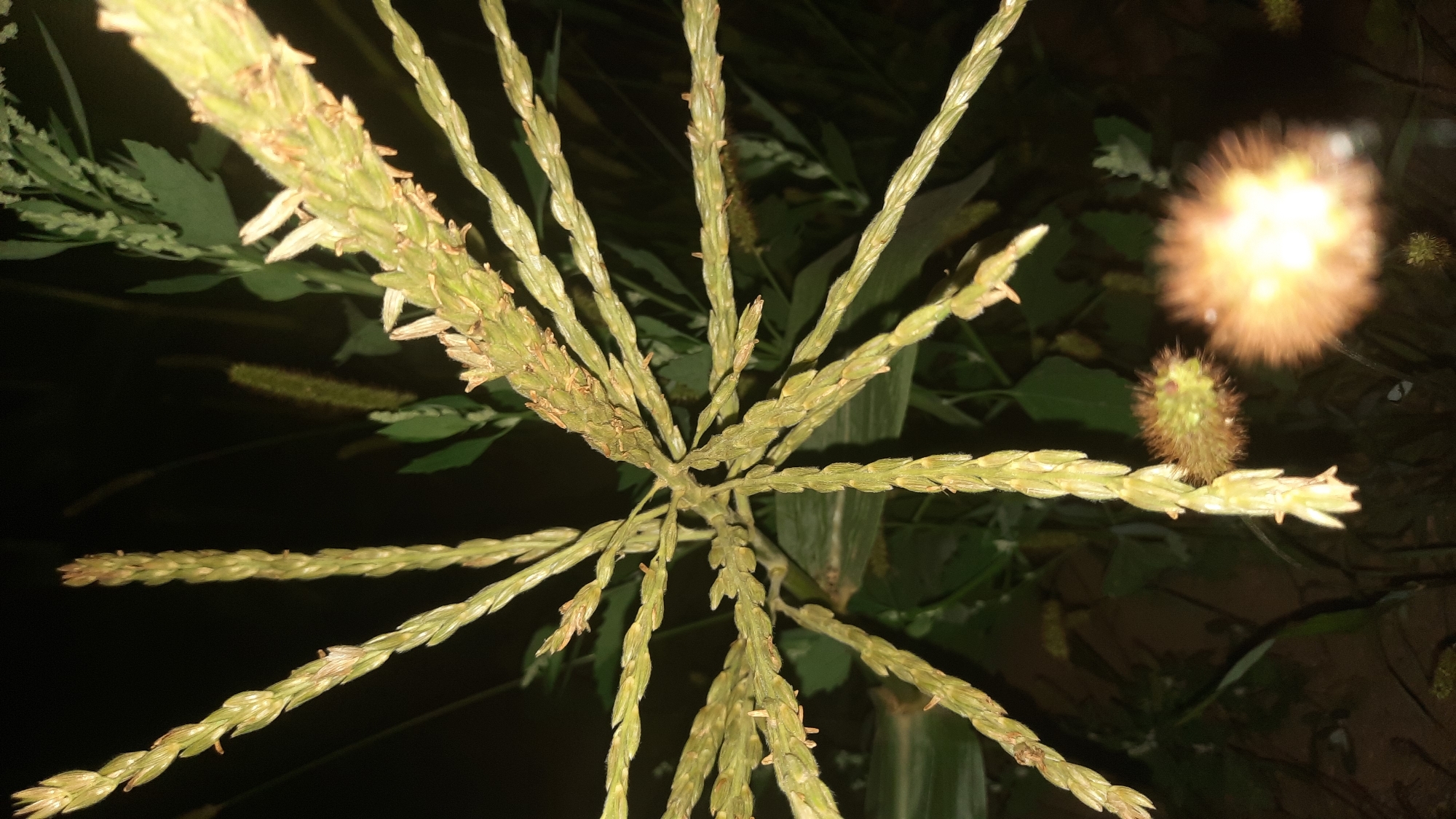 The image shows a close-up view of a corn tassel at night. The tassel is a light green color and has many delicate branches, each with small, developing seeds. The background is dark, indicating it is nighttime. The tassel is the male flowering part of the corn plant, responsible for producing pollen. In the foreground and out of focus, there are two spherical, spiky objects. One is a fuzzy, yellowish-orange glow, possibly a light source or a blurred object illuminated by a light. The other, to the left of the glow, is a smaller, greenish, spiky orb, which could be a seed head or another type of plant. The image does not provide any contextual information that could place it in the city of Шклоў, Belarus.