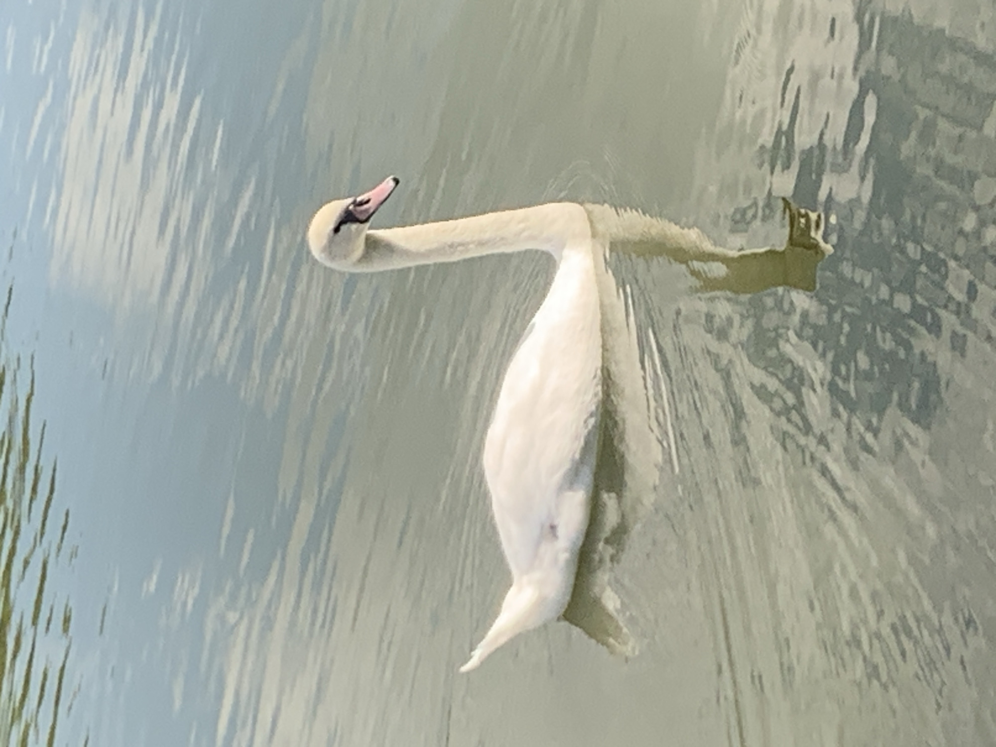 A lone white swan swims on the surface of a body of water. The swan is positioned to the left of the frame, facing right with its head turned slightly upwards and to the right. Its long, graceful neck is curved. The water has ripples and reflections of the sky and possibly vegetation. The overall lighting suggests daylight. There are no discernible landmarks or identifying features that would allow for a specific location within Kolomyia, Ukraine, to be determined.