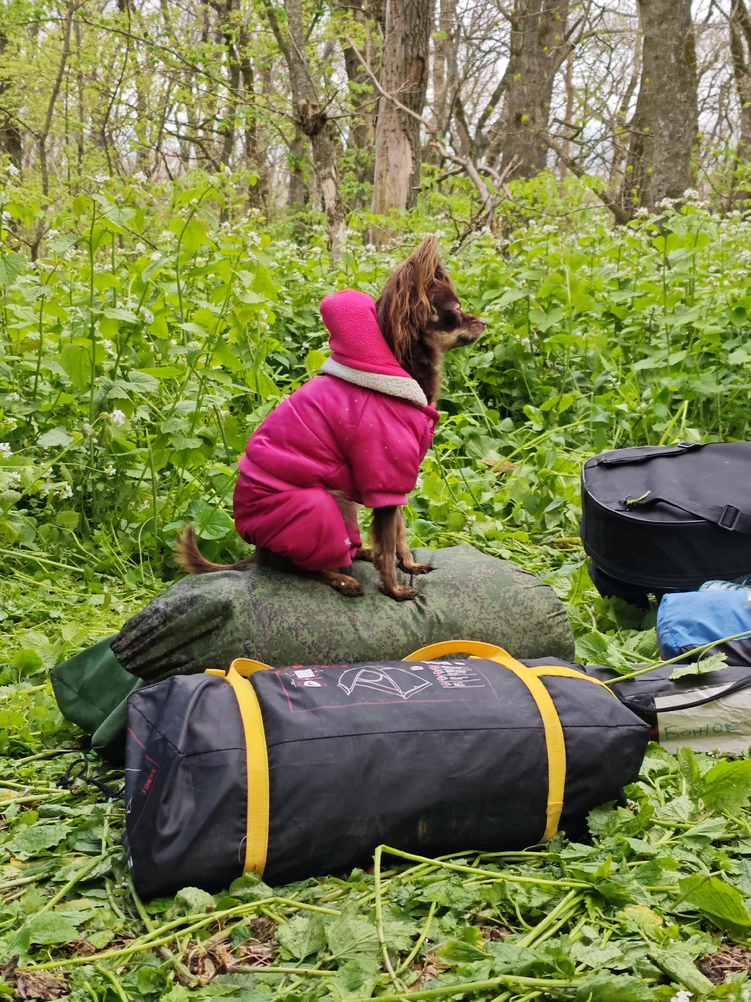 A small brown dog wearing a pink hooded winter coat sits atop a green and brown camouflage-patterned sleeping bag in a wooded area near Ostrogorka, Russia. The dog is facing to the right of the frame, its tail slightly visible. A black tent bag with yellow straps and a black duffel bag sit on the ground nearby, surrounded by green vegetation and white flowers. The scene appears to be an outdoor camping or hiking location. Trees are visible in the background.