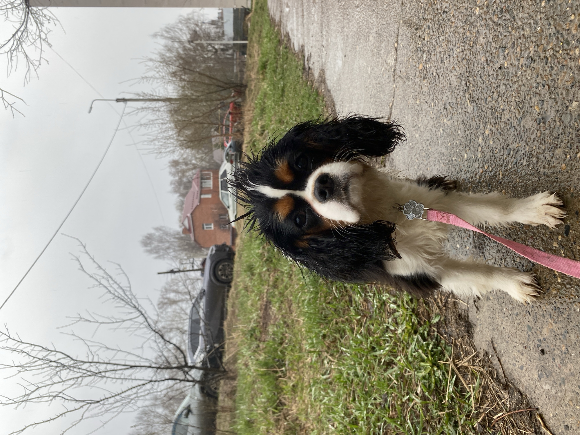 The image captures a Cavalier King Charles Spaniel standing on the edge of a concrete sidewalk in what appears to be a residential area. The dog is primarily black, white, and tan, with wet fur. It has a pink leash attached to its collar, which has a flower-shaped charm. The background shows a grassy area adjacent to the sidewalk, a two-story brick building with a red roof, parked cars, bare trees, and a street light. The sky is overcast, indicating possible rain or a cloudy day. The location is identified as being in the city of Unknown, Unknown.