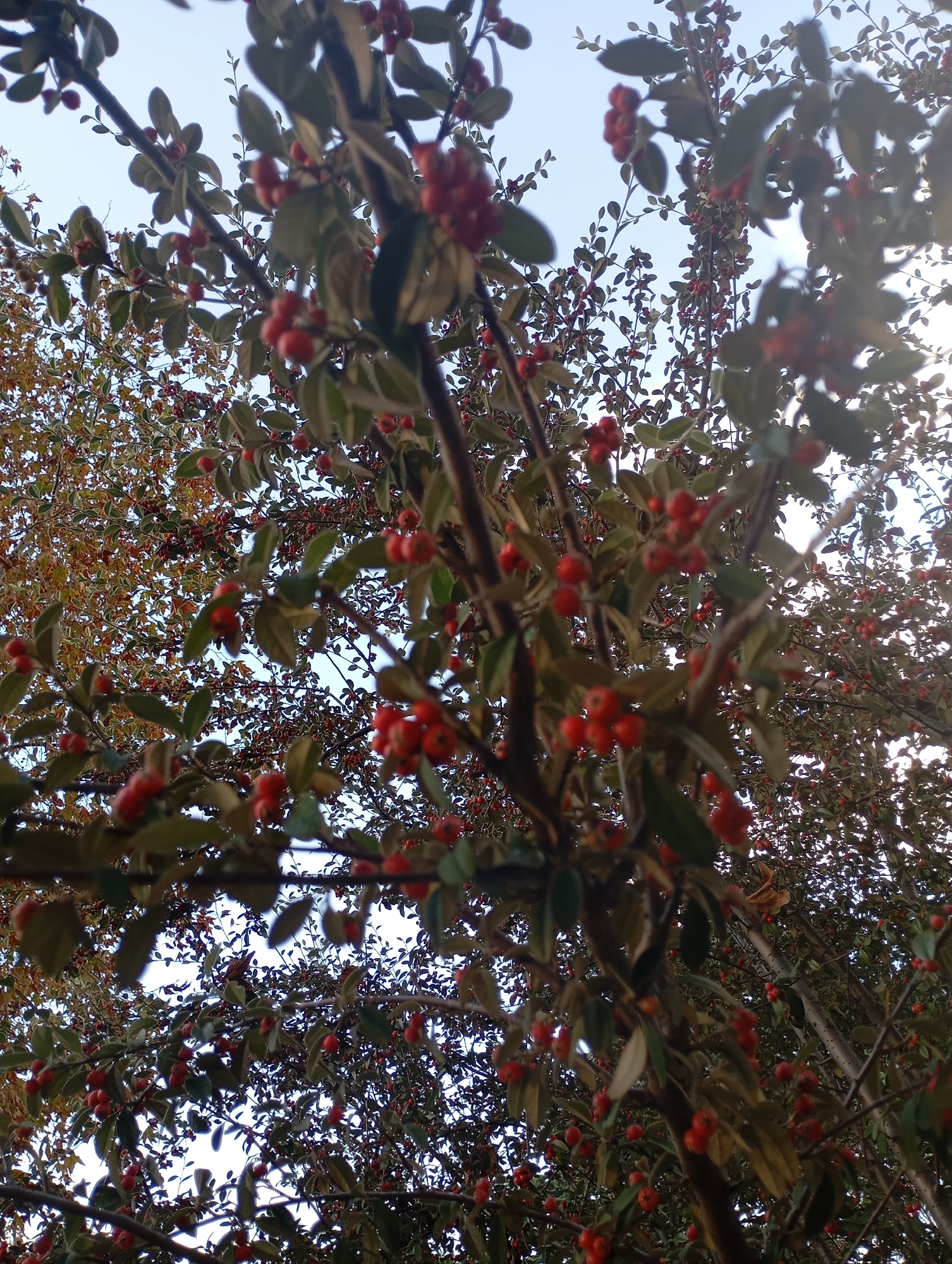 The image depicts a tree heavily laden with small, bright red berries and green leaves, set against a backdrop of the sky. The branches are thin and numerous, creating a dense canopy. Another tree with variegated leaves (yellow and green) is visible in the background on the left side of the image. The image appears to have been taken from a low angle, looking upwards into the tree canopy. Given the mention of Johannesburg, South Africa, one might infer this scene is located in a park, garden, or natural area within the city limits. No people, actions, or interactions are visible in the image.