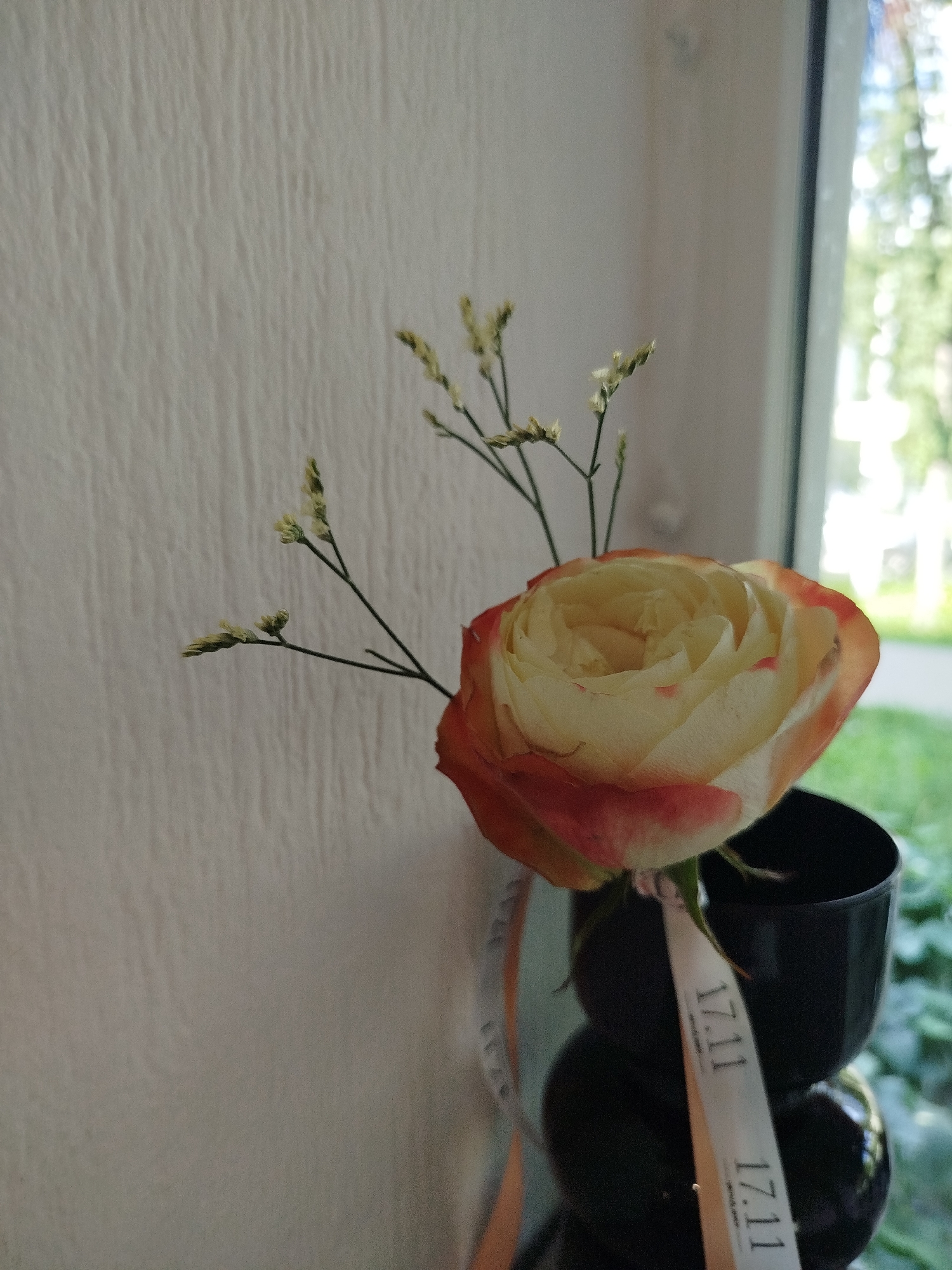 A single, bi-colored rose with pale yellow petals tipped with red is displayed in a black vase. The rose is adorned with a white ribbon featuring the numbers "17.11" printed in black. The vase rests on a dark, glossy surface, reflecting its surroundings. The background is dominated by a textured off-white wall and a window revealing a blurry, green outdoor scene. The image appears to be an indoor still life.