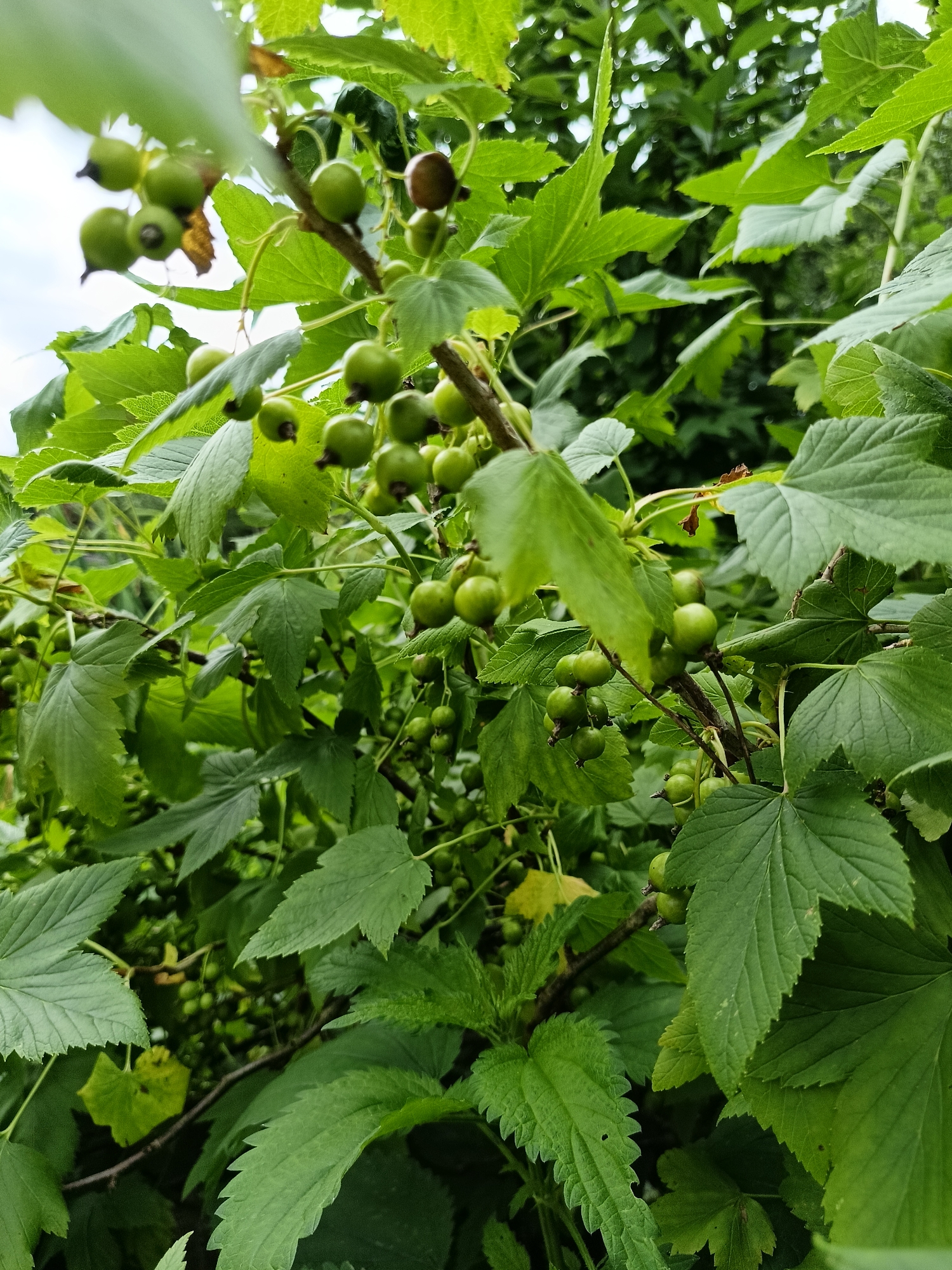 The image is a close-up, vertical shot of a branch of green currants, likely in a garden setting. Numerous small, unripe green currants are clustered along the branch, interspersed with lush green leaves. The leaves are broad and serrated, characteristic of currant bushes. Some darker, more mature berries, appearing brownish-red, are also visible among the green ones. The background is a blur of more foliage, suggesting a dense growth of plants. The lighting suggests an overcast day. The scene is devoid of human presence or any indication of an urban environment; it depicts a natural, botanical scene. There is no visual information to suggest it is located in Lagovskoe, Russia.