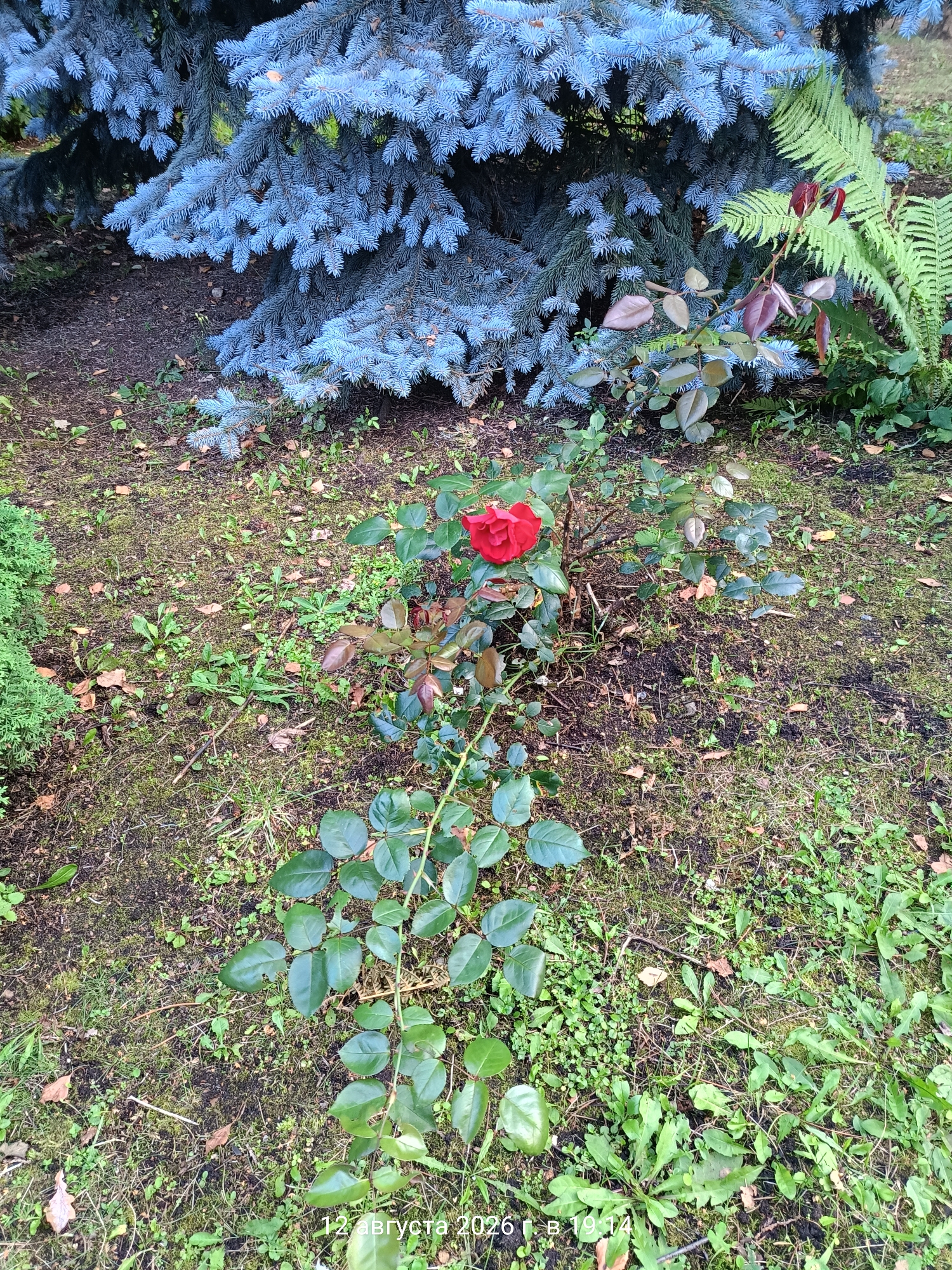 In an outdoor setting, a single red rose blooms prominently on a rose bush. The rose bush has green leaves and is situated on the ground, which is covered with sparse green grass and fallen leaves. Behind the rose bush, a large blue spruce tree with blue-green needles is visible. To the right of the rose bush and slightly behind it, a green fern is growing. The ground appears to be uneven and a bit damp. The scene is illuminated by natural light, suggesting it is daytime. A timestamp in the lower right corner reads "12 августа 2026 г. В 19:14".