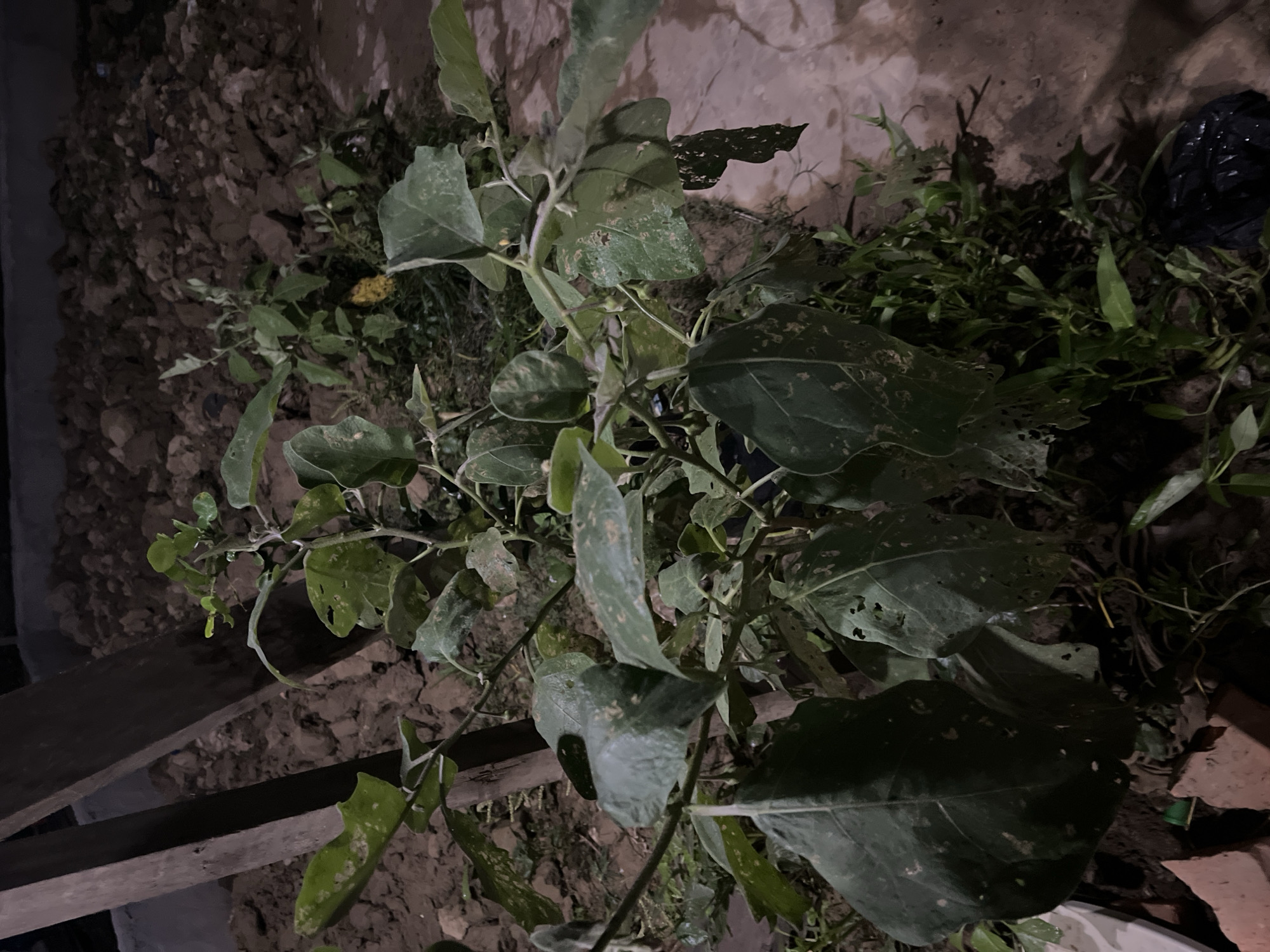 This media file depicts an outdoor scene at night, likely in Benuaraja, Indonesia. The central subject is a plant with large, broad leaves, some of which are damaged or have holes. The plant appears to be growing in loose soil, with visible dirt and rocks. There are also other, smaller green plants surrounding the main subject. In the background, a rough, textured wall is visible, possibly made of concrete or stone. To the right of the main plant, a black plastic bag is partially visible among the foliage. The scene is illuminated by artificial light, casting shadows and highlighting the textures of the soil and plant. The overall impression is of a natural or semi-cultivated area at night, with the plant being the primary focus. There is no indication of people, specific activities, text, or particular weather conditions.