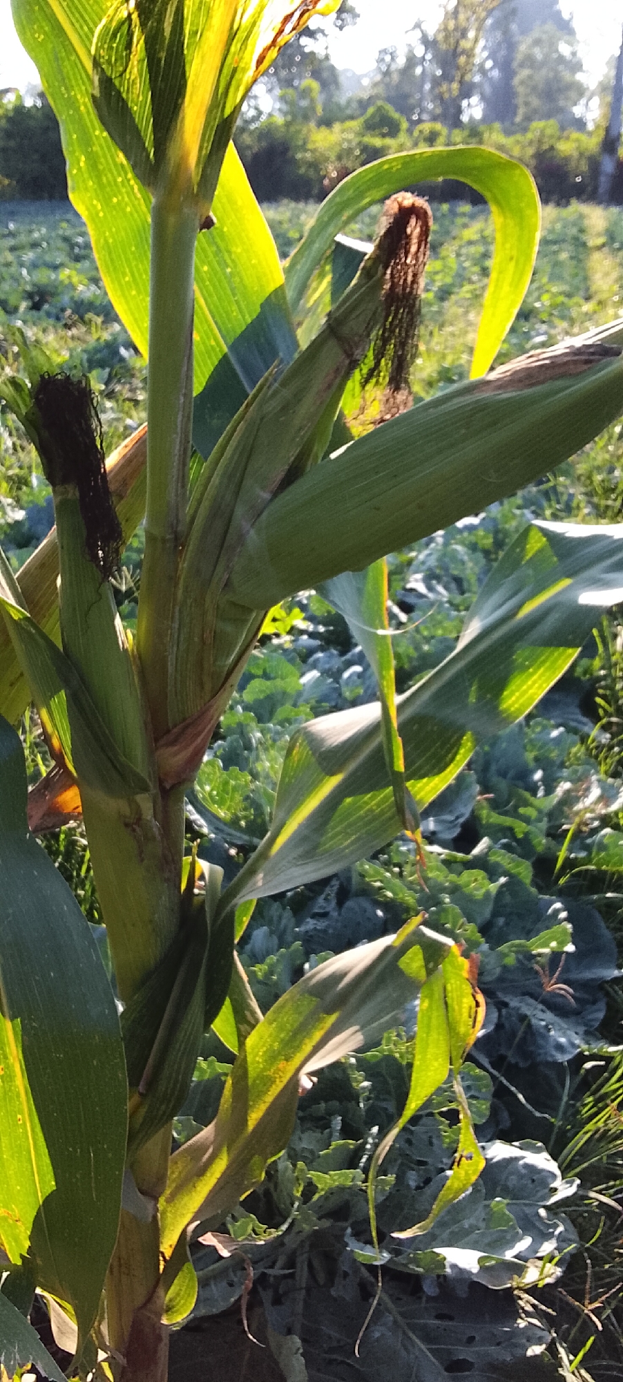 A close-up, vertical, medium shot captures a corn stalk with two developing ears of corn in the foreground, set against a blurred background of a field and trees. The sun illuminates the stalk and leaves, casting shadows and highlighting the textures of the corn. One ear of corn is closer to the camera, its husk green and slightly open, revealing dark brown silks. Another ear is positioned to the right, its husk also green and closed, with a few brown silks peeking out. The corn stalk is thick and green, with broad, vibrant green leaves unfurling upwards and outwards. The background consists of a field of green plants, possibly cabbage or kale, and in the distance, a line of trees forms a dark silhouette against a bright, hazy sky. The overall scene is a snapshot of a natural, rural environment, likely a farm or garden, during a sunny day.