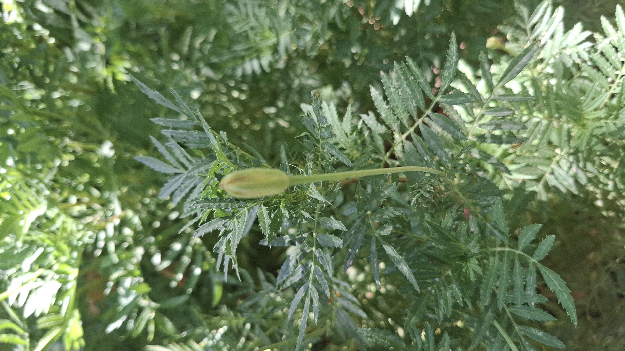 A single, pale green flower bud, elongated and tapered, is the central subject of the photograph. It stands upright on a slender stem, positioned slightly right of the center. The bud is surrounded by dense foliage of a dark green hue. The leaves are deeply serrated and feathery, characteristic of marigolds. The background is a blur of more green foliage, with dappled sunlight creating highlights and shadows. The overall impression is one of natural growth in an outdoor setting, possibly a garden. The image does not provide any specific landmarks or details to pinpoint its location within the city of Шұбарсу, Kazakhstan.