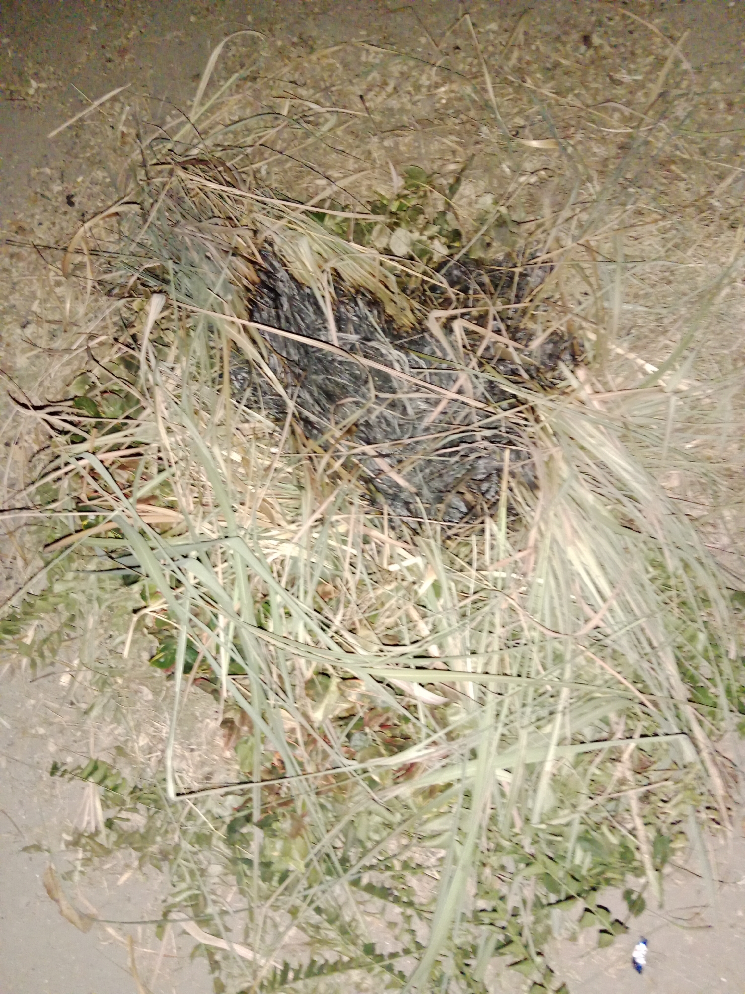 The image shows a dead bird lying on the ground, surrounded by dry grass and some green vegetation. The bird appears to be partially covered by the grass and appears to be a small songbird, possibly a sparrow or finch, with dark gray to black plumage. The surrounding environment is consistent with a rural or semi-rural area, with dry soil and vegetation commonly found in Indonesia, including the specific location of Ringinrejo. There are no people or other animals visible in the image. The lighting suggests it may have been taken at dusk or night.