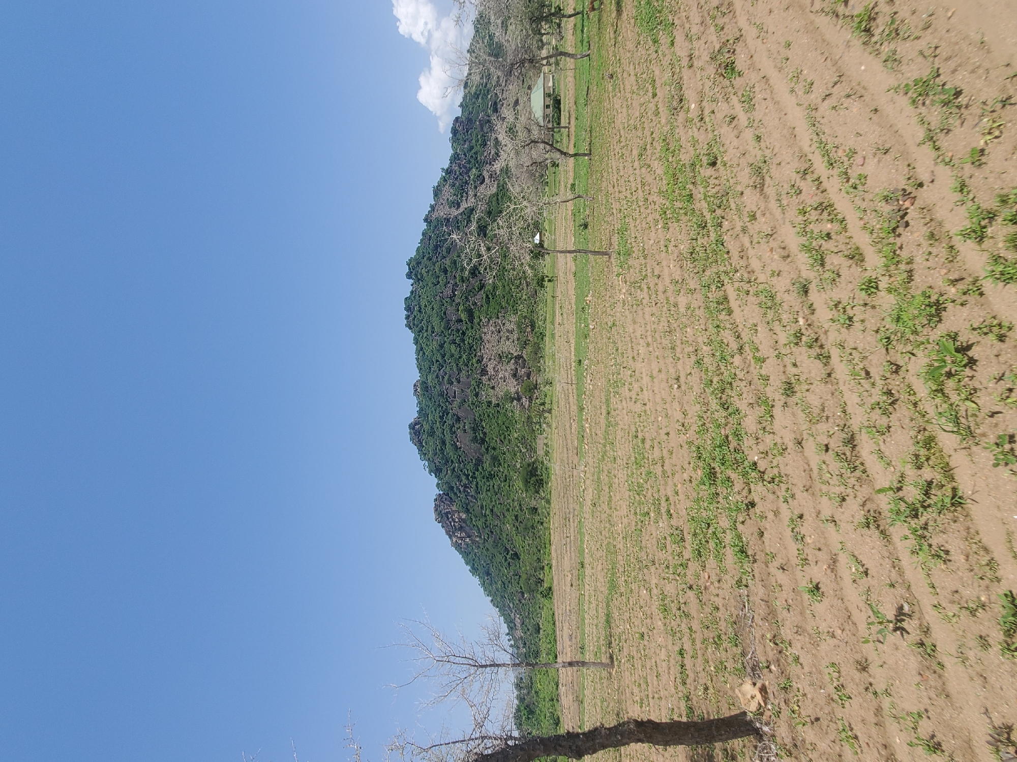 The image captures a landscape scene featuring a prominent rocky hill covered in green vegetation in the background. In the foreground, a dry, cultivated field with rows of sparse green shoots stretches towards the hill. Several bare, deciduous trees are scattered across the field, adding to the arid aesthetic. A few small buildings are visible in the middle ground, nestled among the trees. The sky is a clear, bright blue, with a few wispy clouds on the right side of the frame. The overall impression is one of a rural or semi-rural environment, possibly in the dry season, with signs of cultivation and natural features.