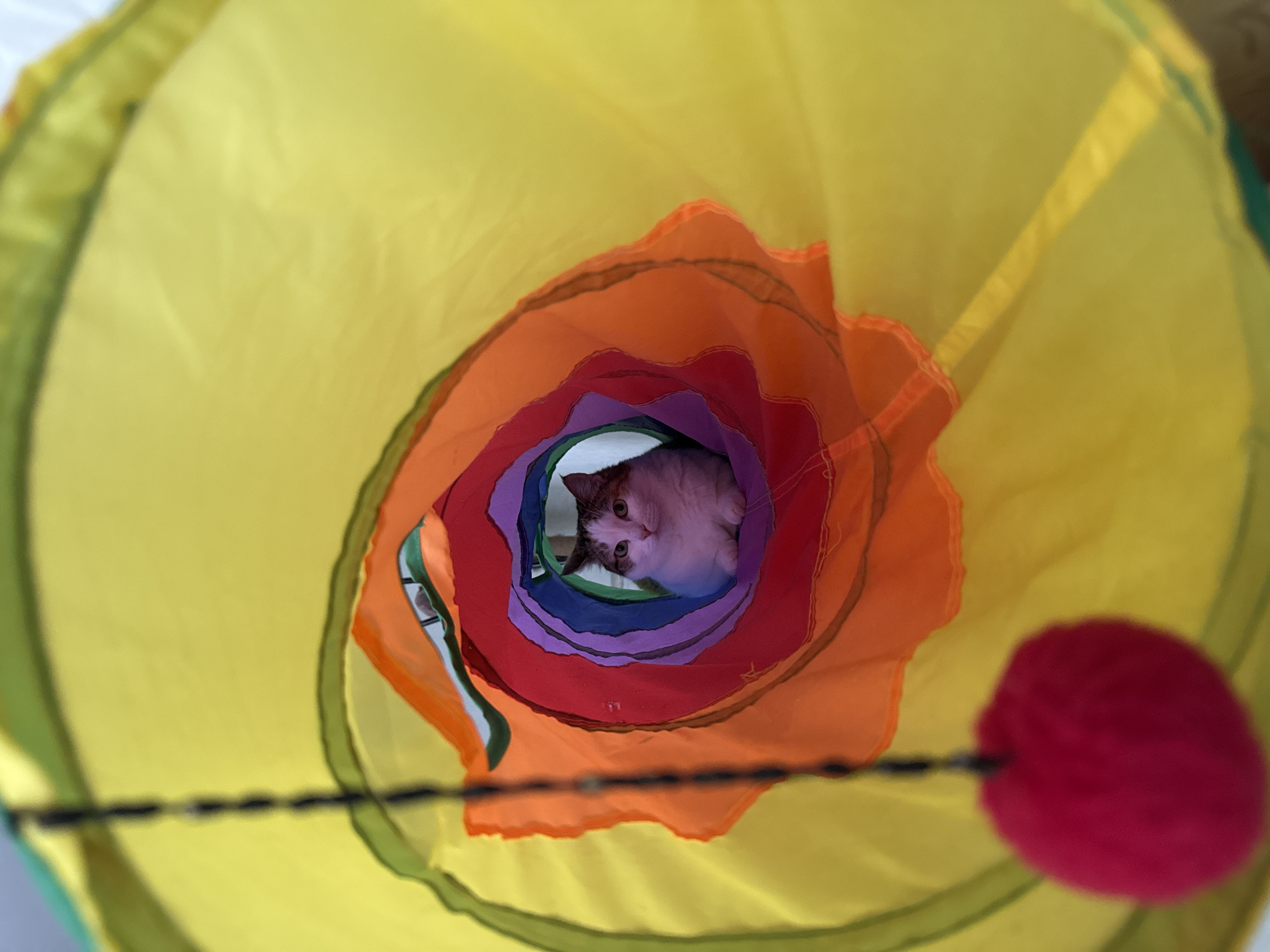 The image shows a cat looking out from the end of a colorful, circular tunnel. The tunnel has concentric rings of fabric in various bright colors, including yellow, orange, red, purple, and blue. A fuzzy red ball on a string hangs to the left of the frame. The cat appears to be a domestic shorthair with white and brown fur and green eyes. The background is out of focus but appears to be an indoor setting. The location of this image in Kushva, Russia, cannot be determined from the visual information provided.