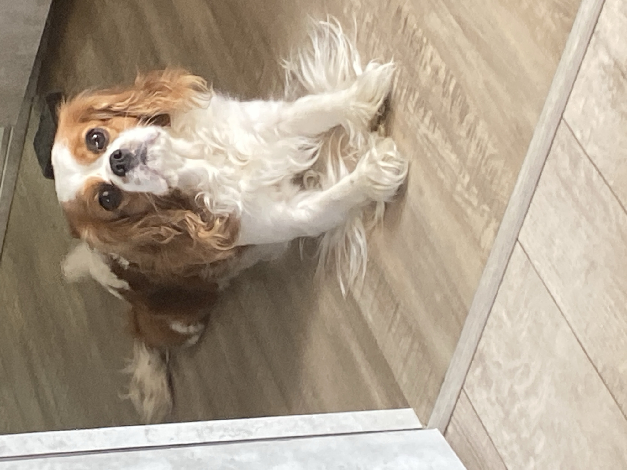 A Cavalier King Charles Spaniel dog with brown and white fur is lying on a wooden floor. The dog is looking up and to the left with its head tilted slightly. Its front paws are extended forward and its tail is fanned out behind it. The dog's fur is long and wavy, especially around its ears and tail. The floor appears to be made of wood laminate or tile with a light brown wood grain pattern. To the left of the dog, a portion of a white wall or door frame is visible, and the floor transitions to a lighter-colored tile with a subtle pattern. The lighting in the scene appears to be natural light coming from the right.
