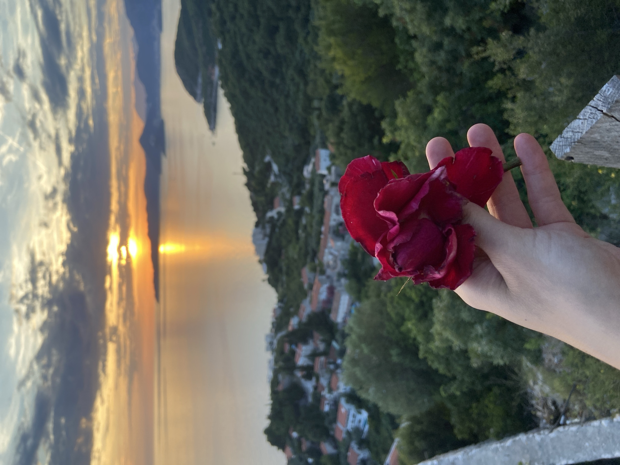 A human hand, with visible skin creases, is holding a dark red or fuchsia rose in the foreground, positioned towards the lower right of the image. The rose is in full bloom, with multiple layers of petals. In the midground, a serene body of water, likely a sea or large bay, reflects the golden light of a setting sun. The sun itself is a bright, golden disk partially obscured by dark clouds on the left side of the horizon, casting a strong, reflective beam across the water. Distant, dark mountain ranges or hills line the horizon across the frame. Below the horizon, a coastal village or town is visible on a hillside, characterized by numerous white buildings with reddish-orange tiled roofs, interspersed with dense green trees and vegetation. The perspective is from a high vantage point, looking down over the landscape. A concrete wall or railing is partially visible on the far left, and a weathered wooden post appears on the far right. The sky above the sunset features a mix of orange, yellow, and grey clouds, with hints of blue. The overall scene is illuminated by the warm, golden light of the sunset. The location is in the city of Unknown, Unknown.