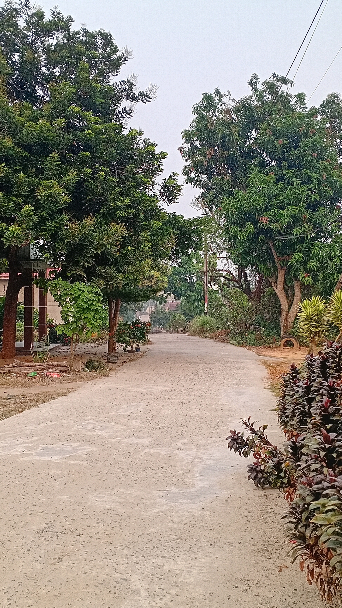 This image depicts a serene, empty road winding through a semi-rural area with lush greenery. The road itself is paved with a light-colored, somewhat textured material, possibly concrete or compacted gravel, and it curves gently towards the background. On either side of the road, mature trees with dense, green foliage are prominent. The tree on the left appears to be a mango tree, its branches reaching upwards. The tree on the right is also large and leafy, with visible branches and a thick trunk. In the foreground on the right, there is a dense cluster of dark-leaved plants, adding a contrasting color to the scene. Scattered vegetation, including smaller trees and bushes, lines the sides of the road further into the distance, suggesting a well-maintained but natural environment. A power pole with wires is visible in the middle ground, indicating the presence of infrastructure. The sky is overcast with a pale, diffused light. The overall impression is one of tranquility and natural beauty, possibly on the outskirts of a settlement. The mention of Kasang Pudak, Indonesia, suggests this scene is located in a tropical or subtropical region.