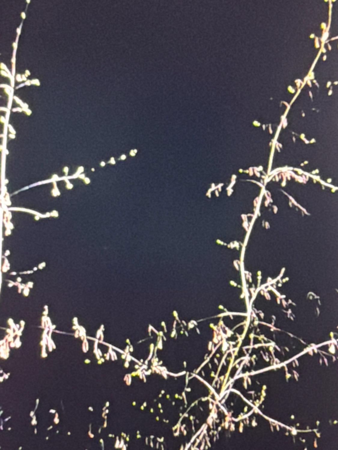 The image is a close-up shot of a dark-colored night sky with two thin, leafless tree branches silhouetted against it. The branches are sparsely dotted with small, light-colored buds or flowers, which are illuminated by an unseen light source, possibly artificial light from the city of Kafr Yasif, Israel. The branches appear delicate and twig-like, with a network of finer stems extending from the main limbs. The overall impression is one of a natural element against a man-made or nocturnal backdrop. No people or specific landmarks are visible.