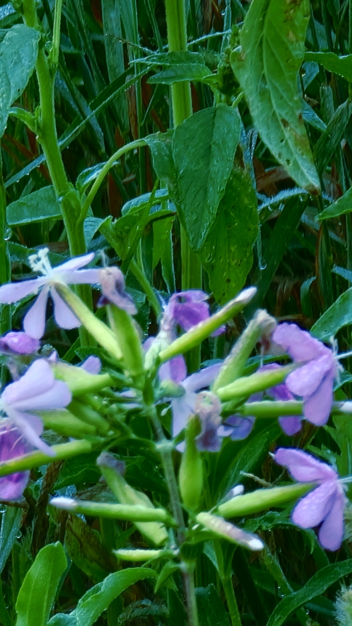 The image depicts a close-up view of flowering plants with light purple and white blossoms, set against a backdrop of lush green foliage. The plants appear to be growing outdoors, possibly in a garden or natural setting. Water droplets are visible on some of the leaves and petals, suggesting recent rain or dew. The overall impression is one of natural beauty and a slightly damp environment. The location in Llocalou, Spain is not discernible from the visual information provided in the image.