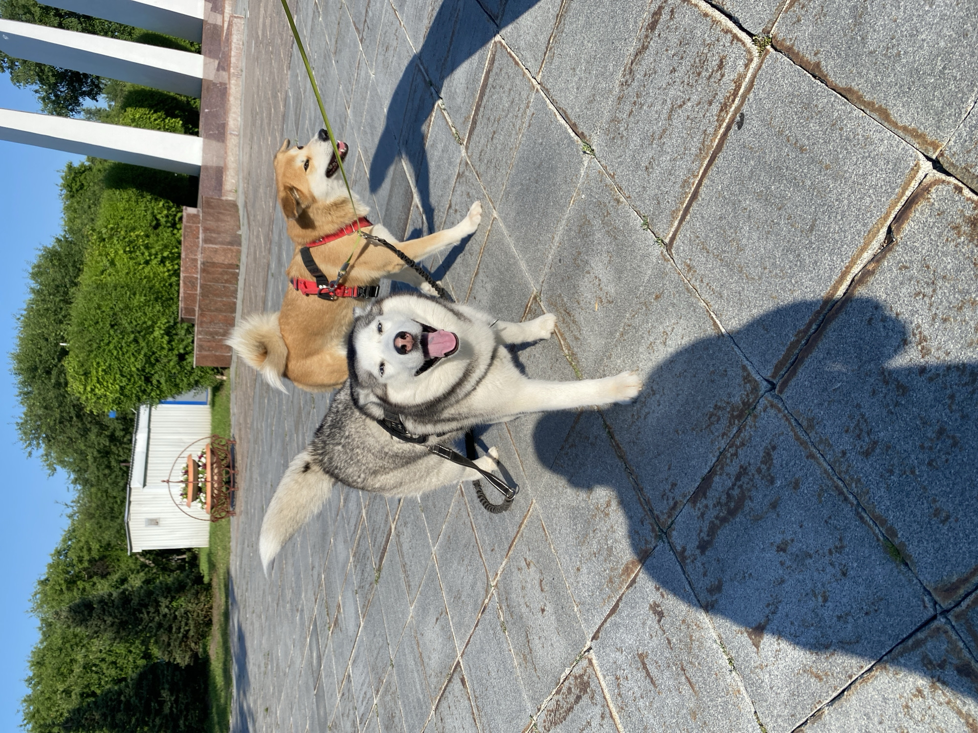 Two dogs are standing on a paved area in front of a building and a park. The dog in the foreground is a husky with gray and white fur, wearing a black harness and leash. It is looking directly at the camera with its tongue out and a happy expression. The dog behind it is a light brown Shiba Inu mix, wearing a red harness and a green leash. It is looking to the right, with its mouth slightly open. In the background, there is a white building with a decorative planter in front of it, and a large monument with white pillars. The ground is paved with square gray tiles. There is also a shadow of a person in the lower left corner of the image. The weather appears to be sunny.