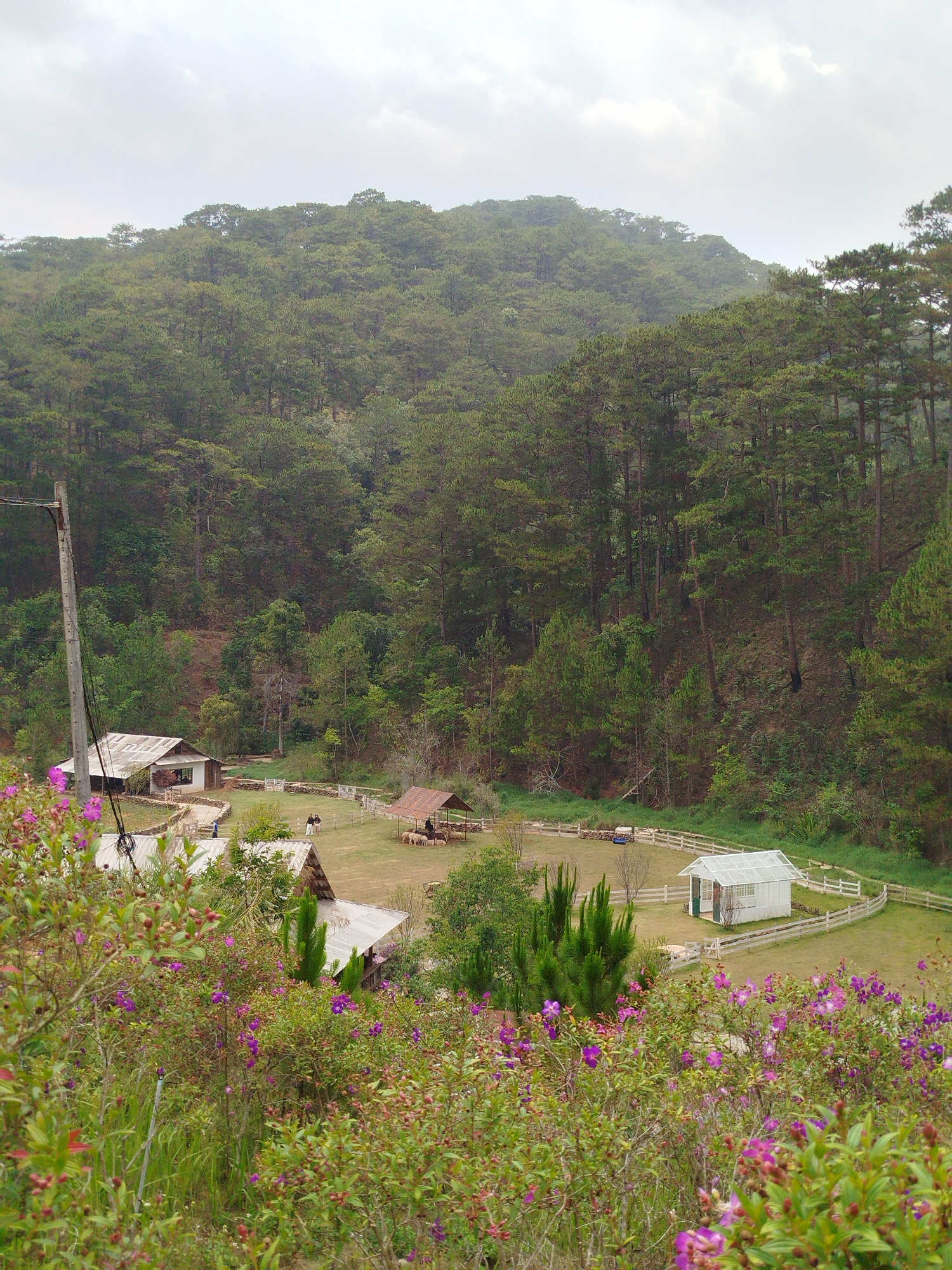 The image shows a landscape in Da Lat, Vietnam, featuring a forested hillside and a small farm-like area. In the foreground, a dense cluster of vegetation with purple flowers obscures the view. Behind the vegetation, there are several small buildings with light-colored roofs, enclosed by a white wooden fence. The background is dominated by a densely forested hillside, partially obscured by a hazy sky. An utility pole is visible on the left side of the image. There appear to be a few people in the central area, along with a small structure and what seems to be livestock.
