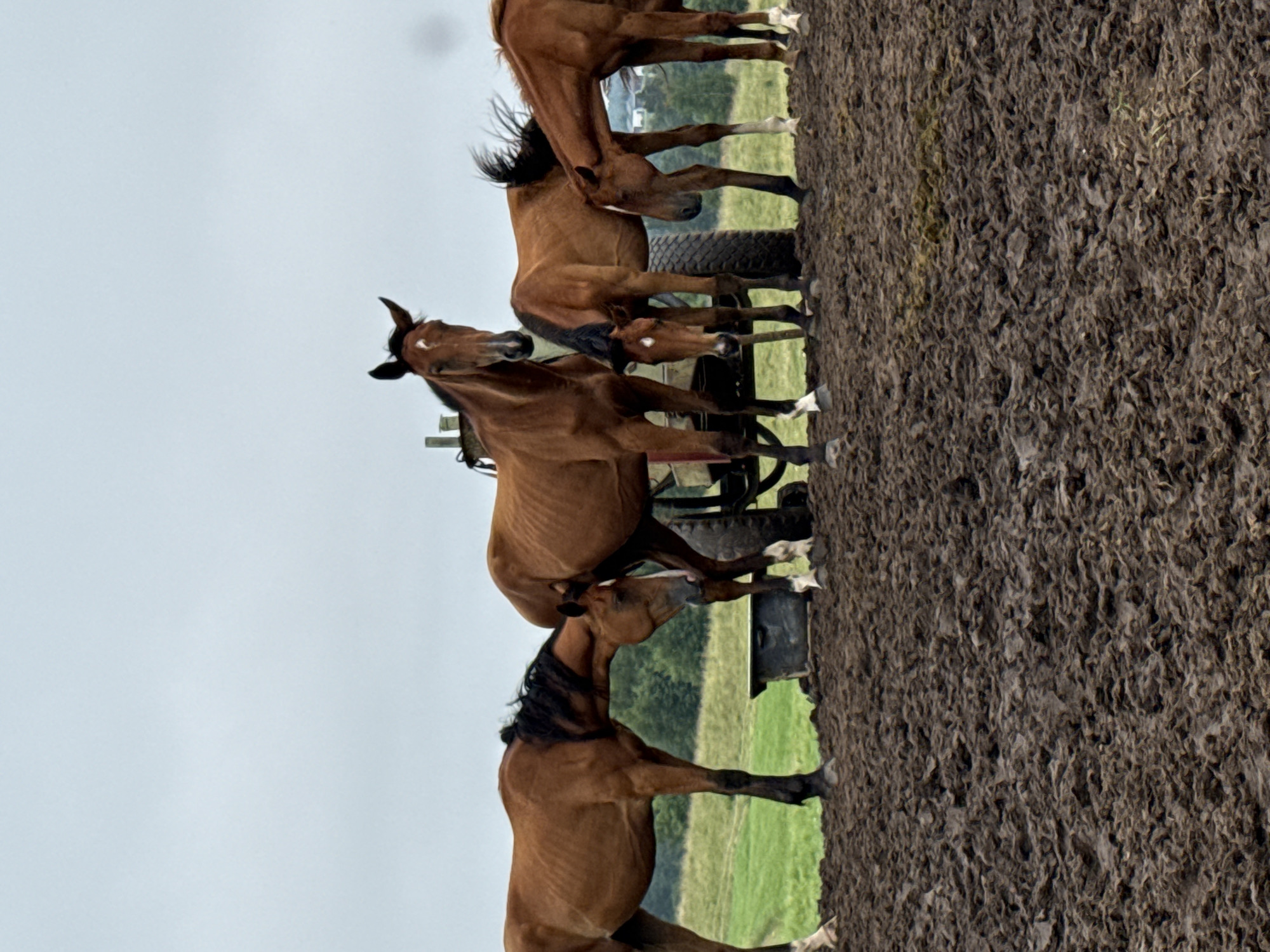 The image shows a group of brown horses standing on a muddy field. In the background, there is a green field and a cloudy sky. A piece of agricultural machinery is visible behind the horses. The horses appear to be of various ages and sizes. The overall scene suggests a rural or agricultural setting. The specific location in Galinė, Lithuania is not directly identifiable from the visual information in the image.