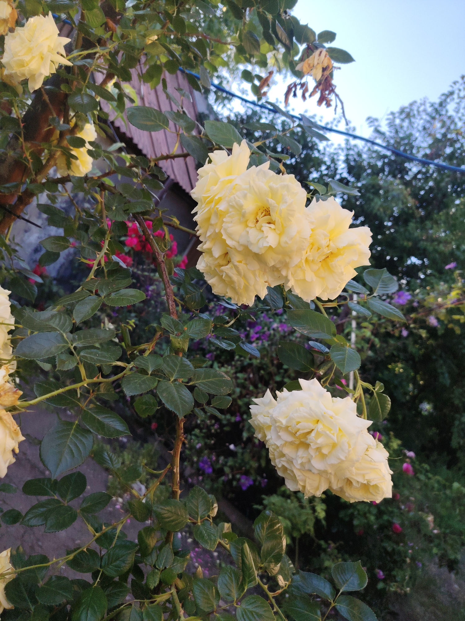 This image depicts a close-up view of yellow roses blooming on a bush in Novohrodivka, Ukraine. The roses are the primary subjects, with several large, fully bloomed flowers prominently displayed in the foreground and mid-ground. The flowers are a pale yellow color, with many delicate petals. The leaves of the rose bush are a deep green, and the branches are visible with sharp thorns. In the background, a blurred assortment of other plants and flowers can be seen, with hints of pink and purple hues. A wooden structure, possibly a fence or part of a building, is partially visible on the left side of the image. The sky is a clear, pale blue. The overall scene suggests a garden setting, likely in a residential area of Novohrodivka. There are no people or animals visible in the image. The lighting suggests it is late afternoon or early evening.