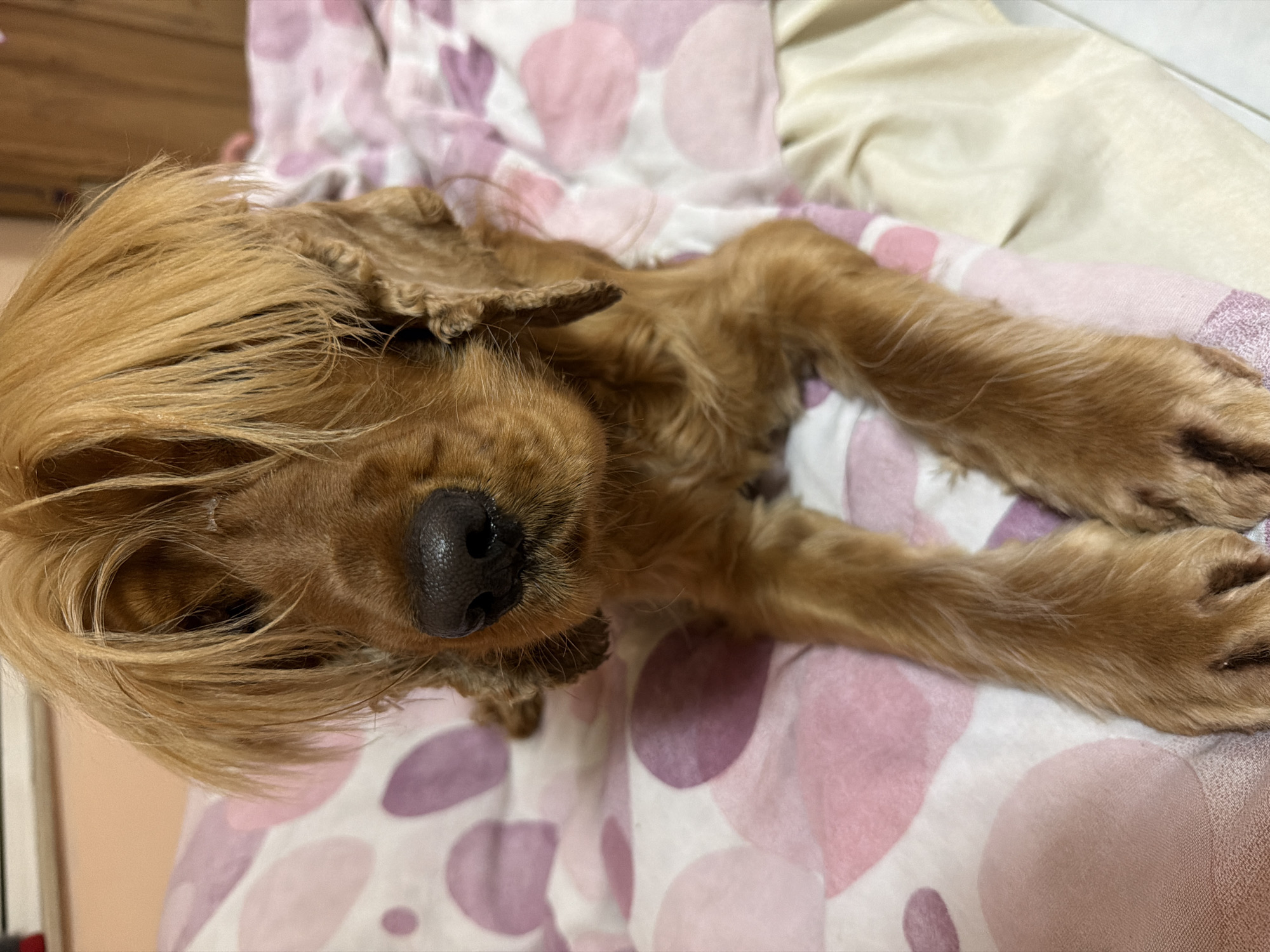 A medium-sized, golden-brown Cocker Spaniel lies on a bed covered in a patterned bedsheet. The dog is positioned at an angle, with its head near the left side of the frame. The bedsheet features a repeating pattern of light pink and light purple circles on a white background. A beige-colored sheet is partially visible near the top right corner. The dog's head is angled towards the camera, with its dark nose and closed eyes visible. Its ears are floppy and hang down on either side of its head. The dog's front legs are stretched out on the bedsheet. A light-colored wall is faintly visible on the left. The location cannot be determined.