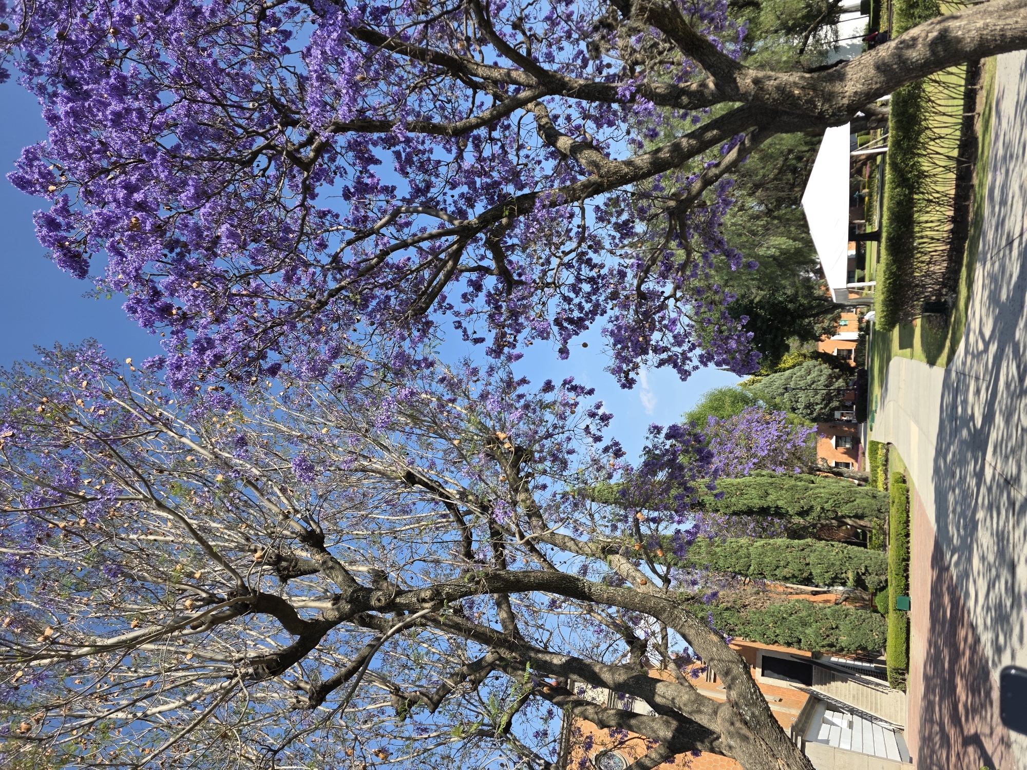 The image depicts an outdoor area within San Andrés Cholula, Mexico, characterized by a well-maintained park or campus-like environment under a clear blue sky. A paved pedestrian pathway, casting tree shadows, extends into the mid-ground. Two prominent mature trees frame the upper portion of the scene. The tree on the left exhibits mostly bare branches with some green foliage and scattered purple blossoms, while the tree on the right is in full bloom with dense clusters of vibrant purple flowers, consistent with a Jacaranda tree.
To the left, a reddish-orange building with a textured facade, featuring a circular window and an external concrete staircase with a dark railing, is partially visible. Multiple tall, slender evergreen trees stand between the building and the pathway. Manicured lawns and trimmed dark green hedges line both sides of the pathway. On the right side of the mid-ground, a white canopy tent is erected on a grassy area behind a hedge.
One individual in a light-colored shirt and dark pants is partially visible, appearing to be seated or stooping on the grass near the white tent. A second, more distant figure is discernible near a building further to the right. The scene is illuminated by strong natural daylight, indicated by crisp shadows.