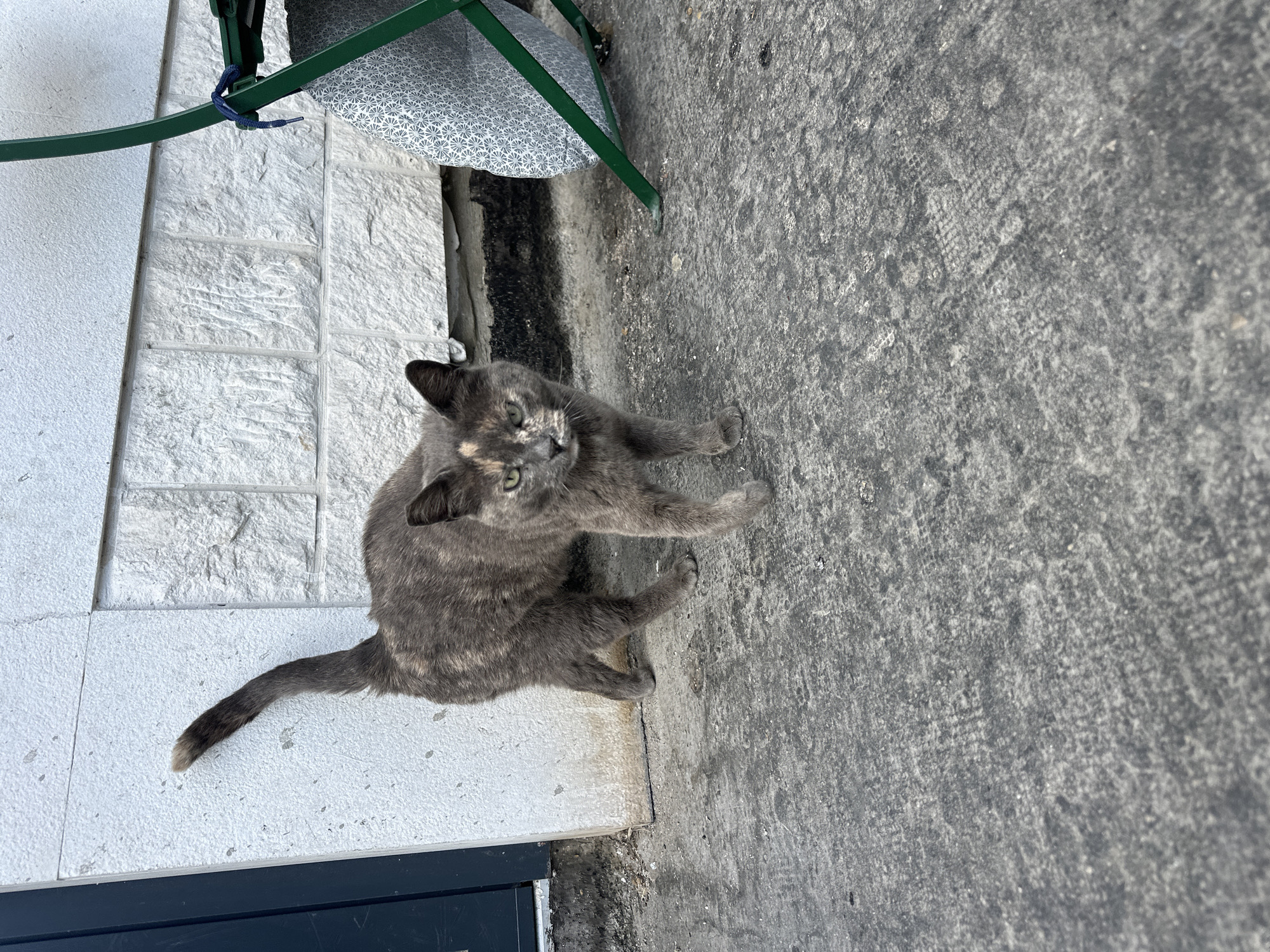 The image presents an overhead view of a dilute tortoiseshell cat in Budva, Montenegro. The cat, featuring a mosaic of grey, cream, and light orange fur patches, and striking green eyes, is seated on the ground and looking directly up at the camera with an attentive and curious expression. Its body faces towards the upper left of the frame.
The ground surface is divided into two distinct areas: on the left, there are light-colored, possibly white or pale grey, textured rectangular tiles, while on the right, there is a rough, dark grey concrete or asphalt surface. The cat is positioned near the border between these two textures.
In the upper part of the frame, behind and to the left of the cat, a portion of a green metal chair or furniture frame is visible. A patterned cushion or fabric, featuring a white background with a geometric blue design, is draped over the chair. A small blue cord is tied around the green frame.
The lighting indicates it is daytime, likely bright and clear given the visible details and textures. There is no visible text in the image. The scene captures a peaceful outdoor moment, possibly on a patio or sidewalk, with the cat as the central subject.