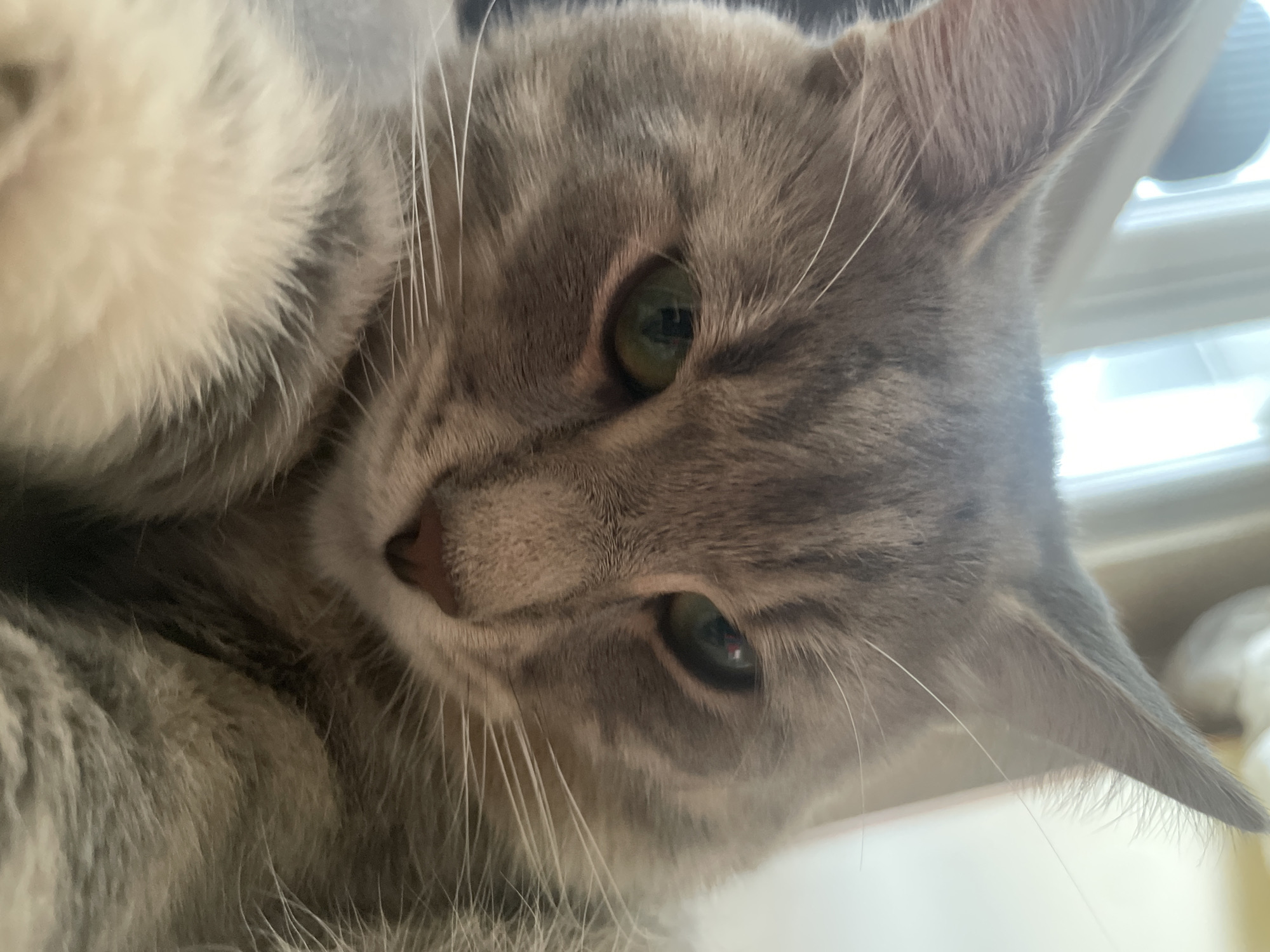 This is a close-up, tilted portrait of a domestic cat, positioned at an angle. The cat has grey and silver tabby fur with visible stripes and white fur on its chest or underbelly. Its prominent features include bright green eyes, a pinkish nose, and long white whiskers that fan out from its muzzle. The cat's head is angled, giving it a curious or relaxed expression. One of its ears is visible at the top right, with bright light coming from behind it, suggesting an indoor setting with a window or bright light source in the background. The background is largely out of focus, consisting of soft, bright areas, indicative of daylight. The image captures the texture of the cat's fur and the detail of its eyes. No text is visible in the media file.