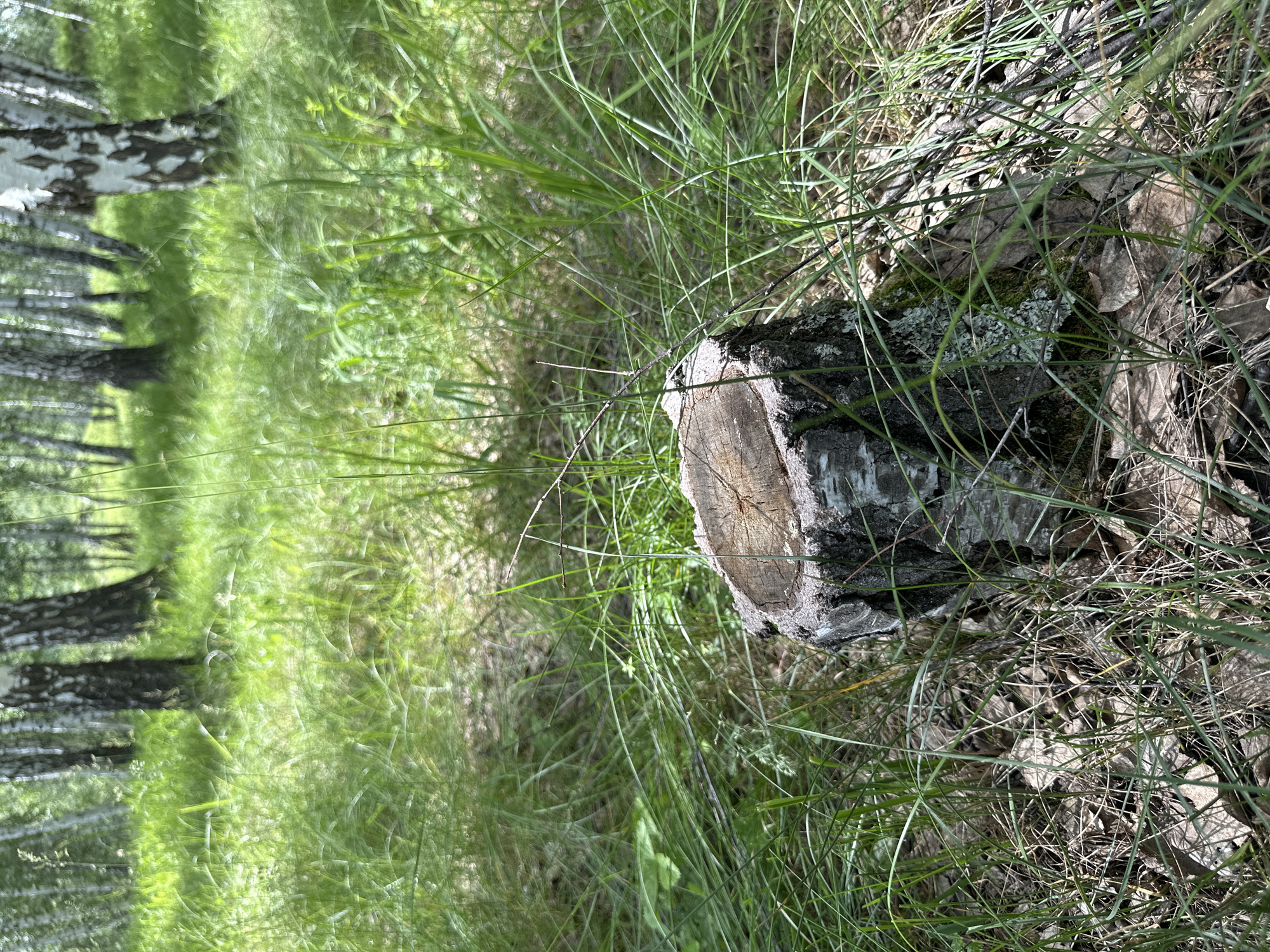 The image shows a close-up of a tree stump in a forest with birch trees in the background. The stump is weathered and has visible growth rings. It is surrounded by tall green grass and fallen leaves. The lighting suggests it is daytime, with sunlight filtering through the trees. The overall scene is natural and serene, suggesting a peaceful forest environment. There are no people or animals visible in the image.